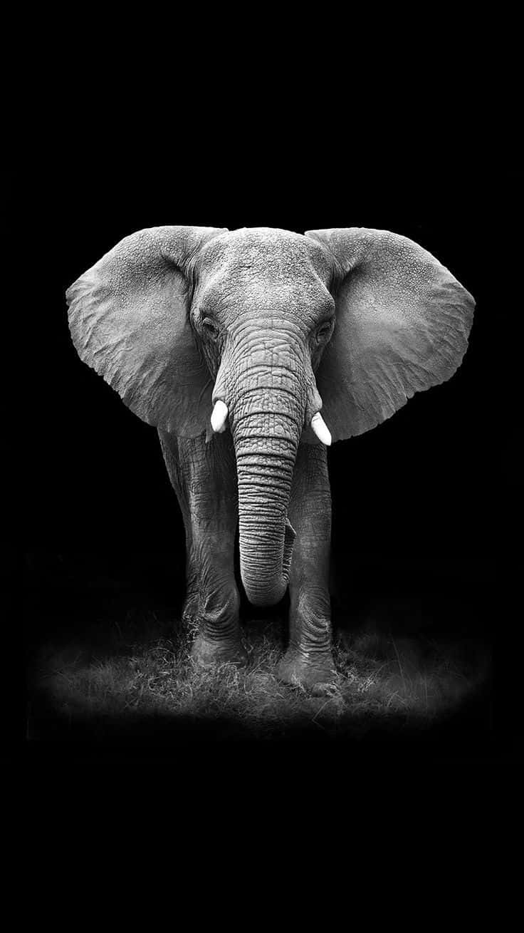 African iPhone, elephant, black and white, HD Phone Wallpaper
