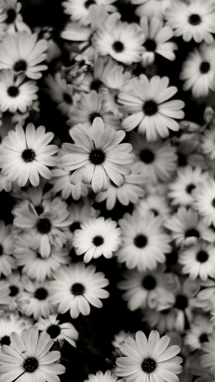 daisies, white petals, dark centers, HD Phone Wallpaper