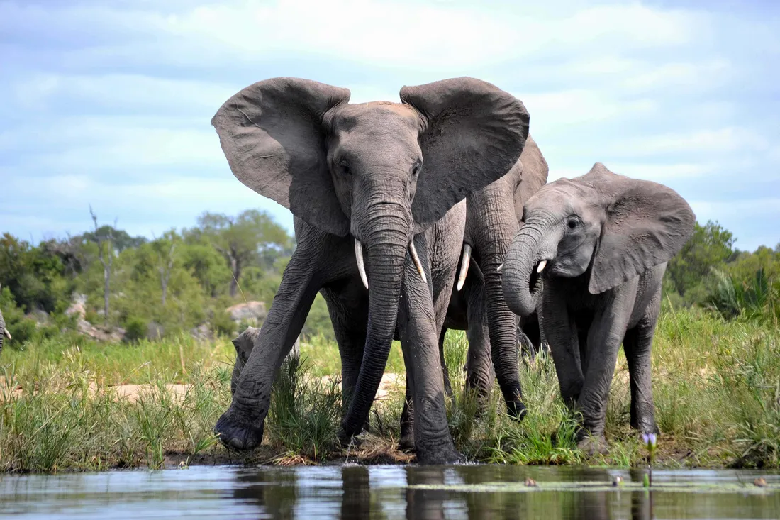 African Landscapes