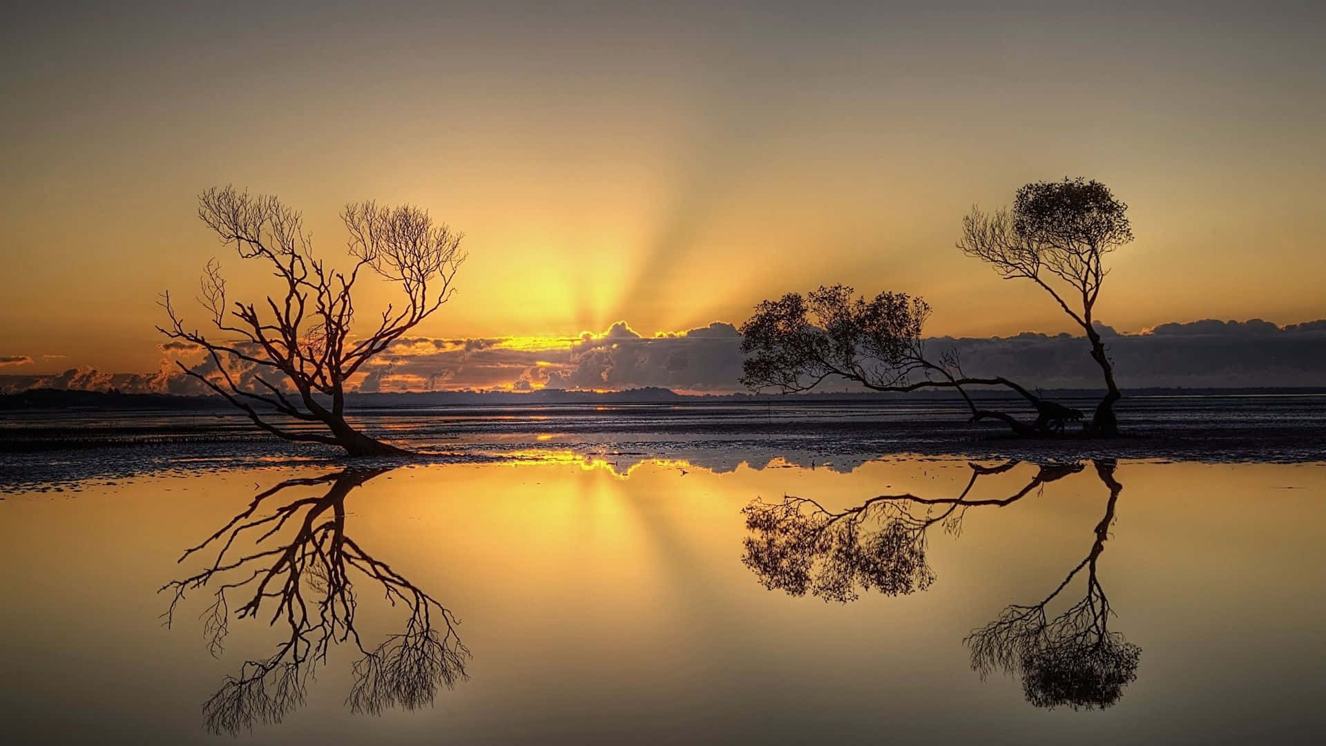 African Landscape, silhouetted trees, intricate branches, Full HD Desktop Wallpaper