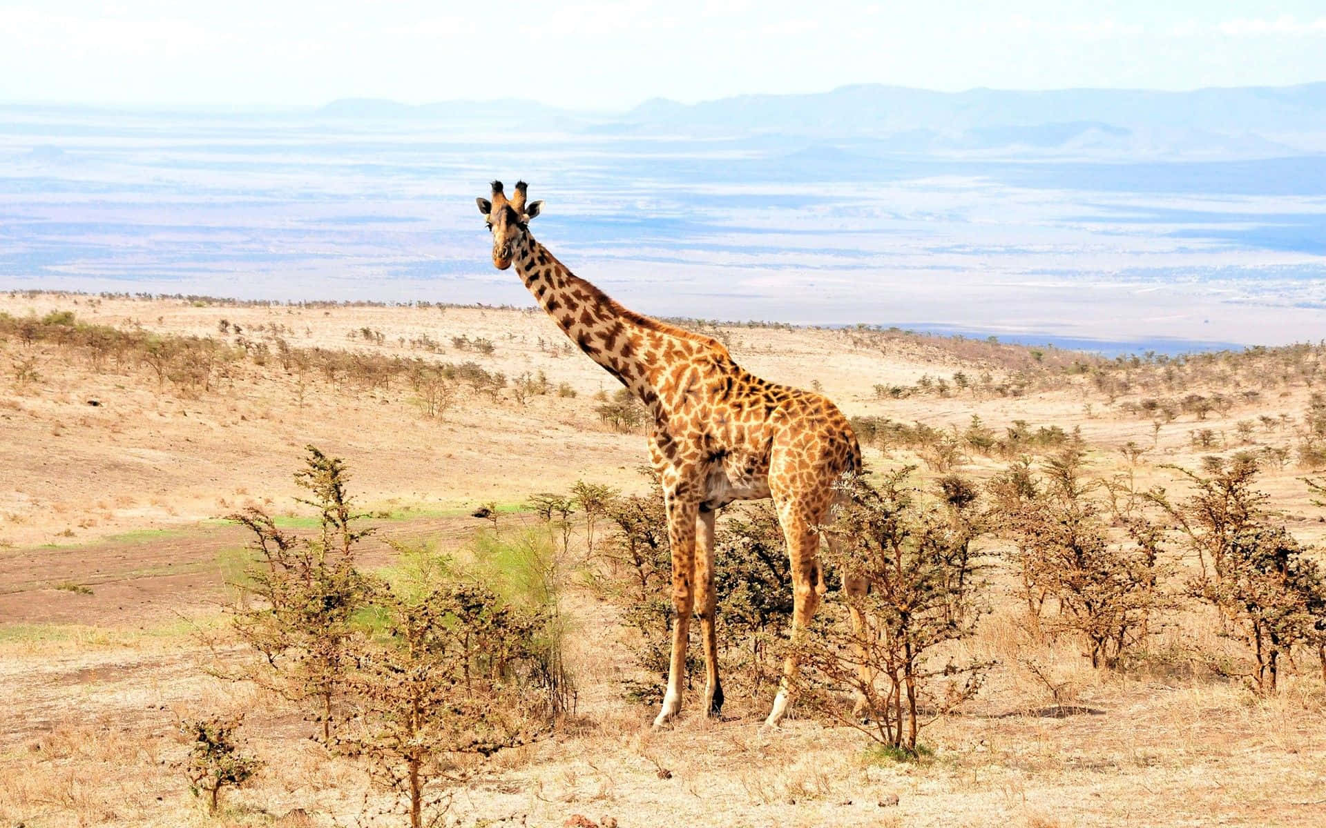 African Landscapes, giraffe, dry savanna, Full HD Desktop Wallpaper