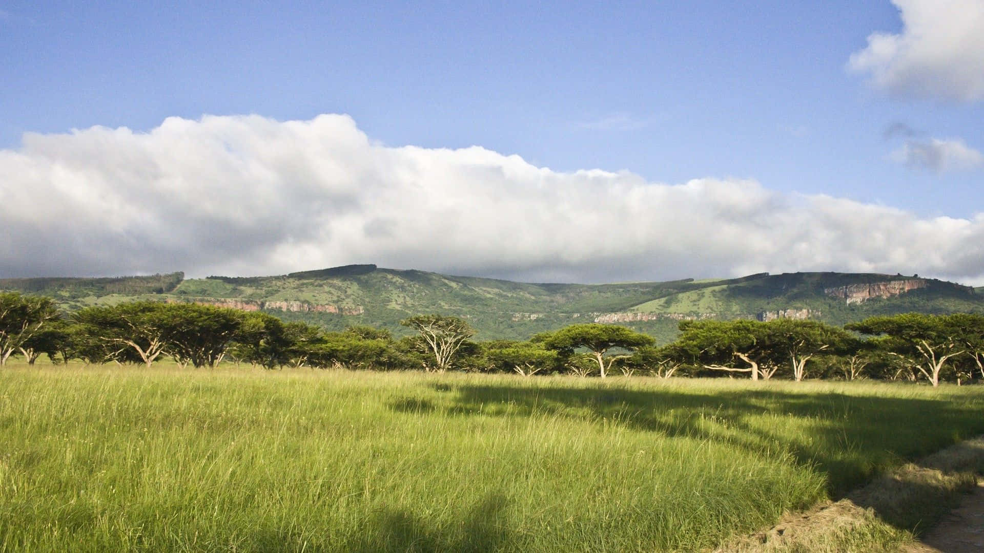 African Landscapes, green grassland, acacia trees, Full HD Desktop Wallpaper