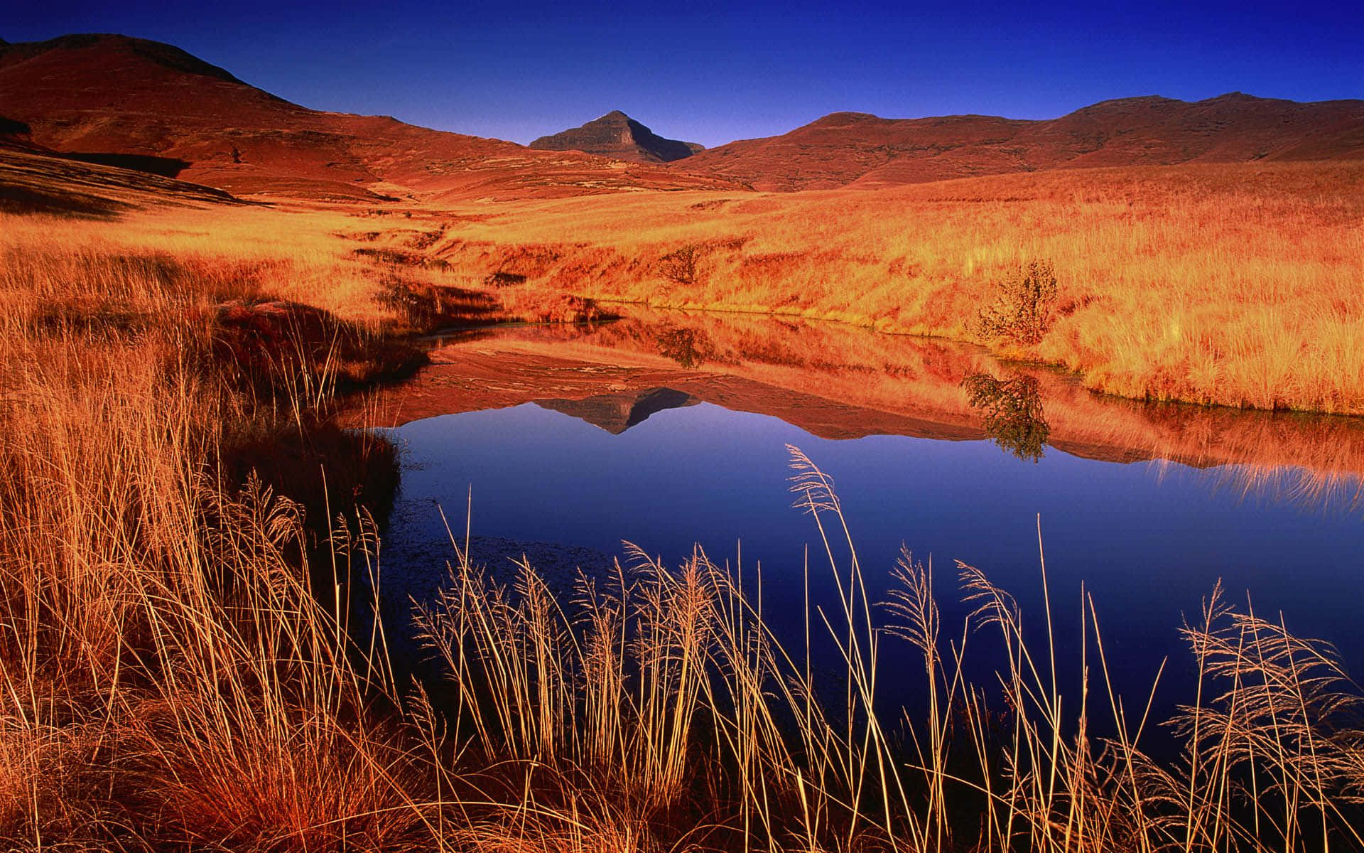 African Landscapes, golden grasses, calm pond, Full HD Desktop Wallpaper