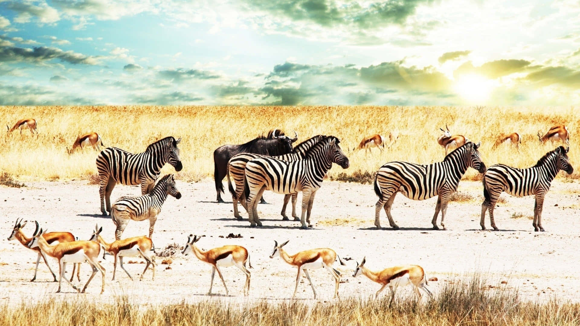 africa hd, Majestic African Landscape, zebras, Full HD Desktop Wallpaper