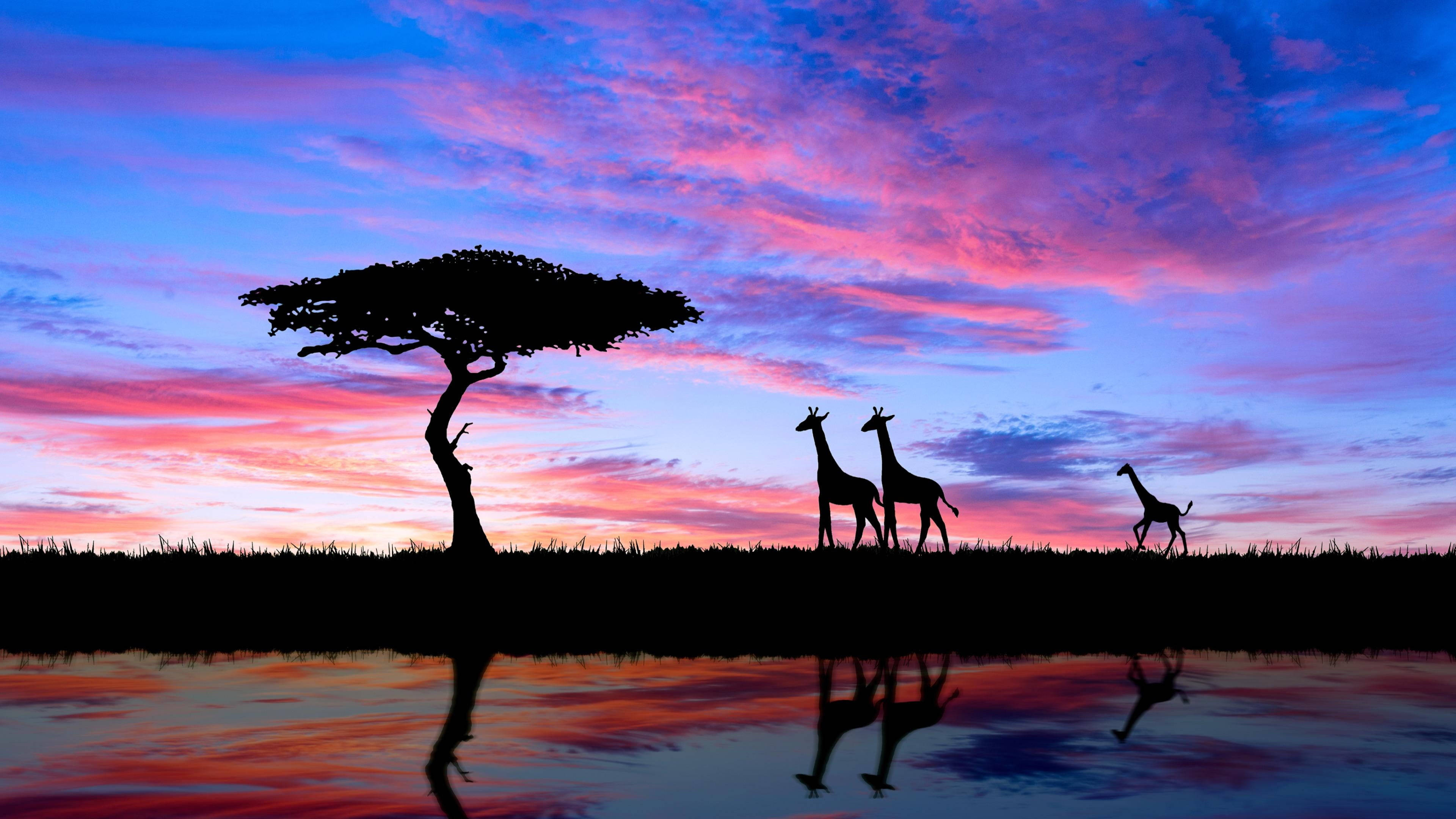 giraffes, acacia tree, water, 4K Desktop Wallpaper