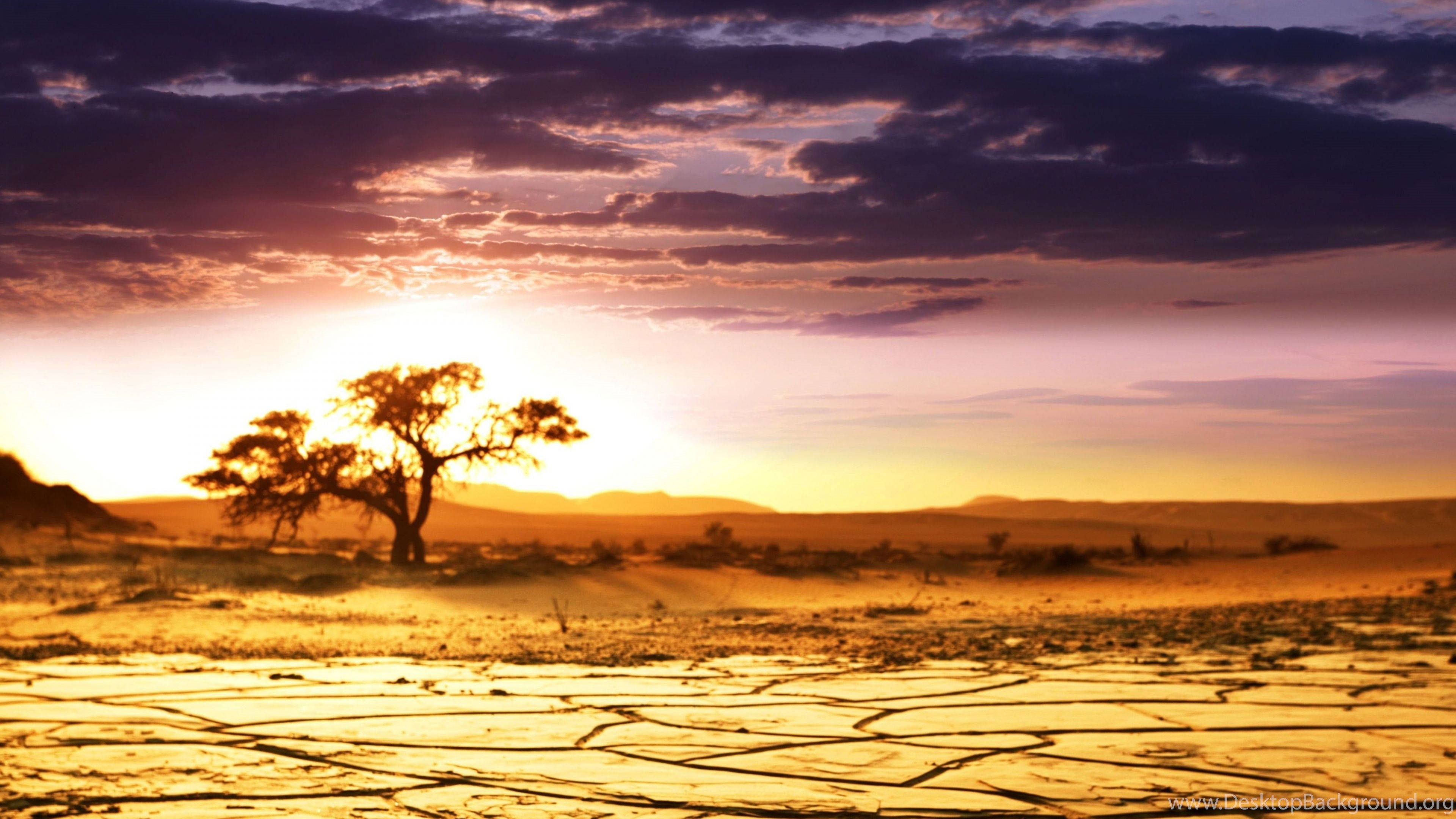 majestic african scenery, lone tree, vibrant sunset sky, 4K Desktop Wallpaper