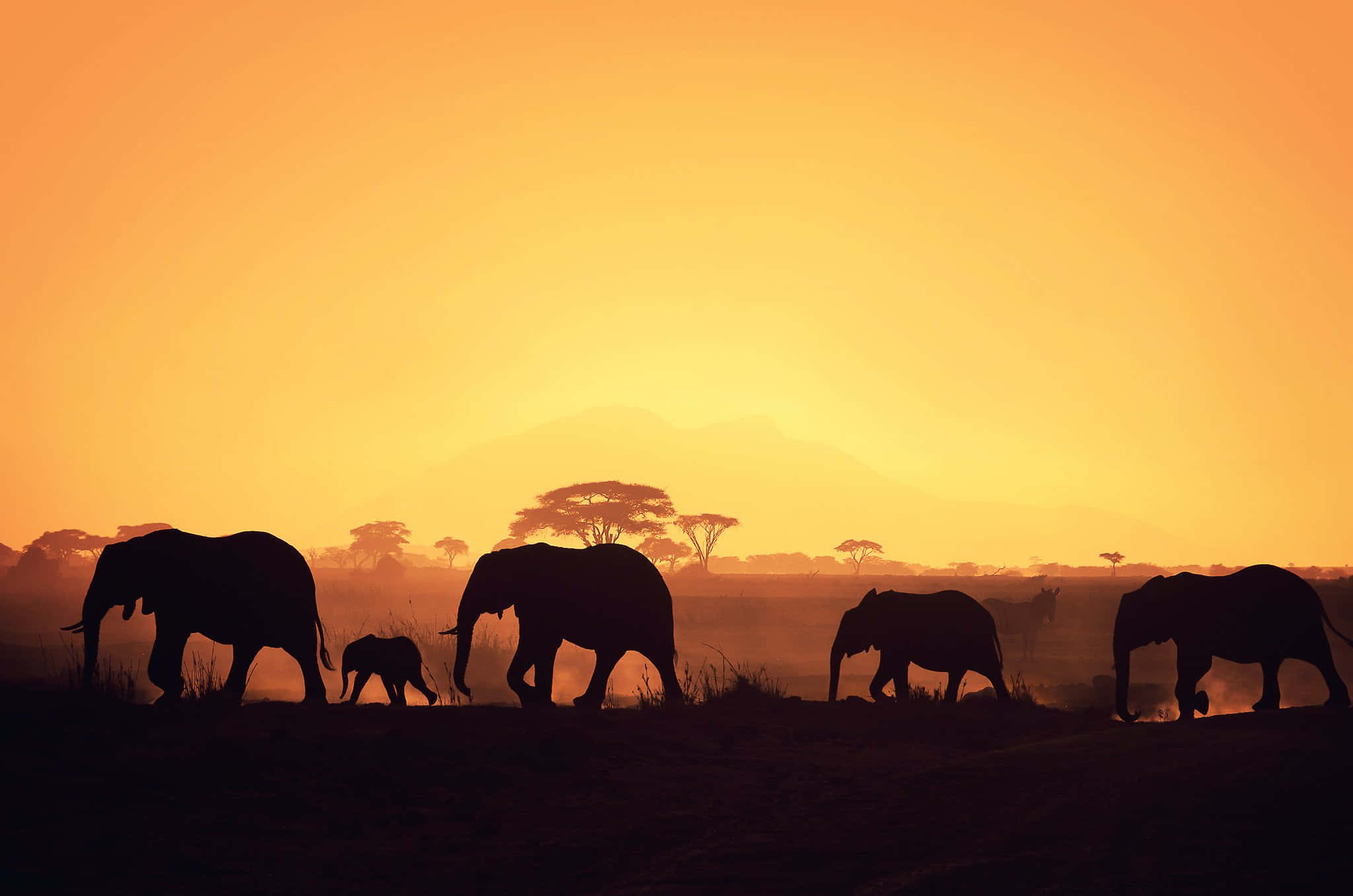 African wildlife, elephants, calf, Full HD Desktop Wallpaper