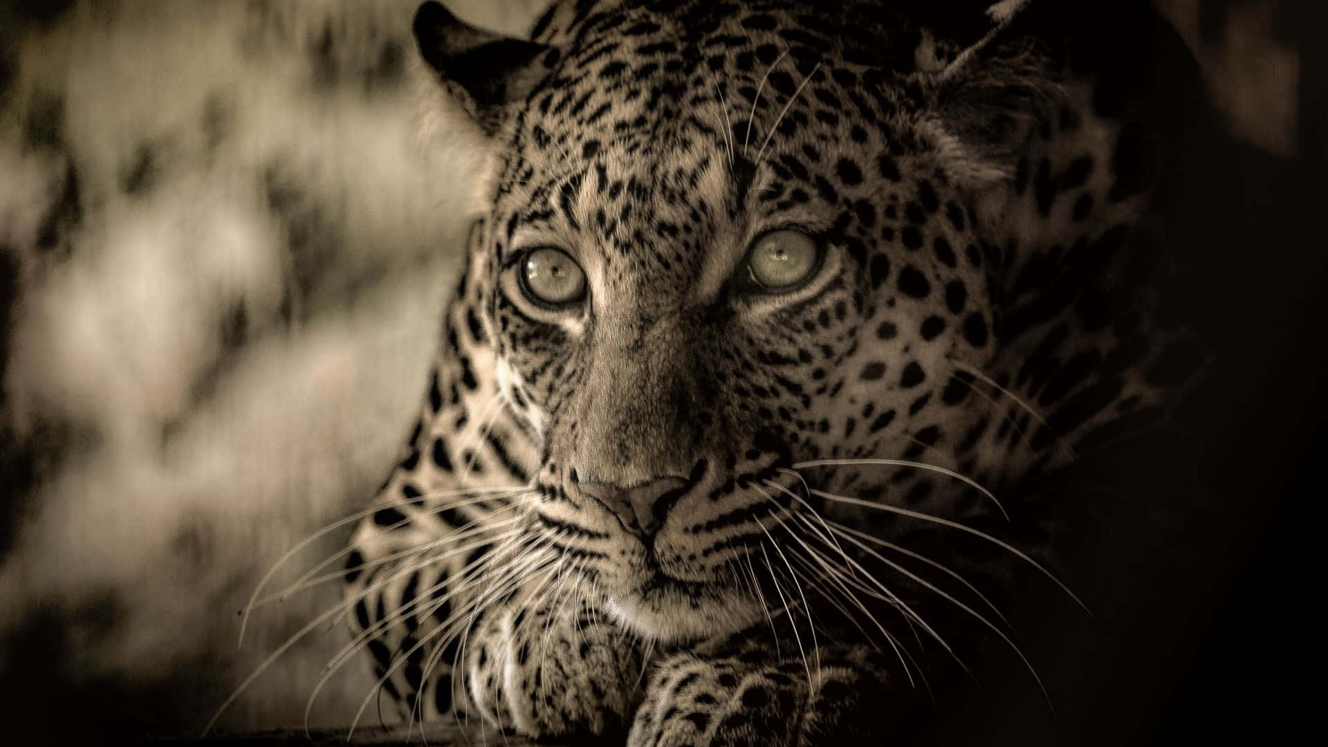 leopard, sepia tones, close-up, Full HD Desktop Wallpaper