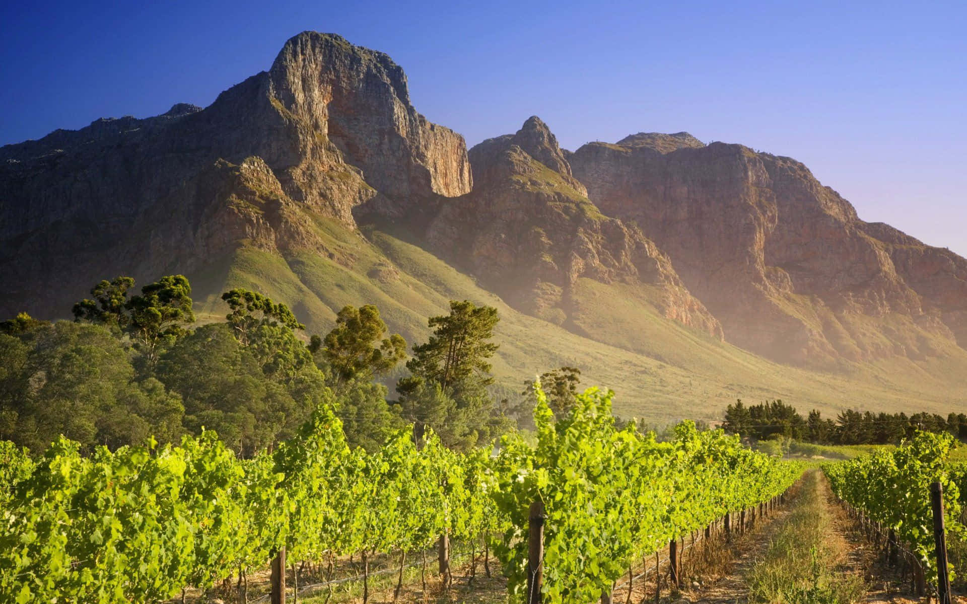 African Landscapes, vibrant green grapevines, towering rugged mountains, Full HD Desktop Wallpaper