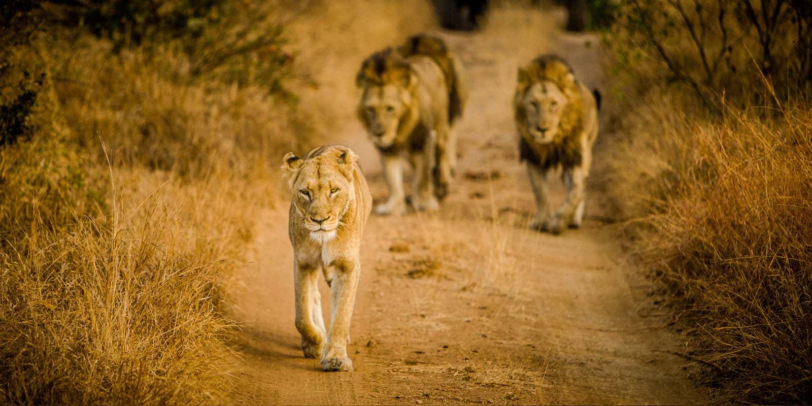 African wildlife, lions, dirt path, HD Desktop Wallpaper