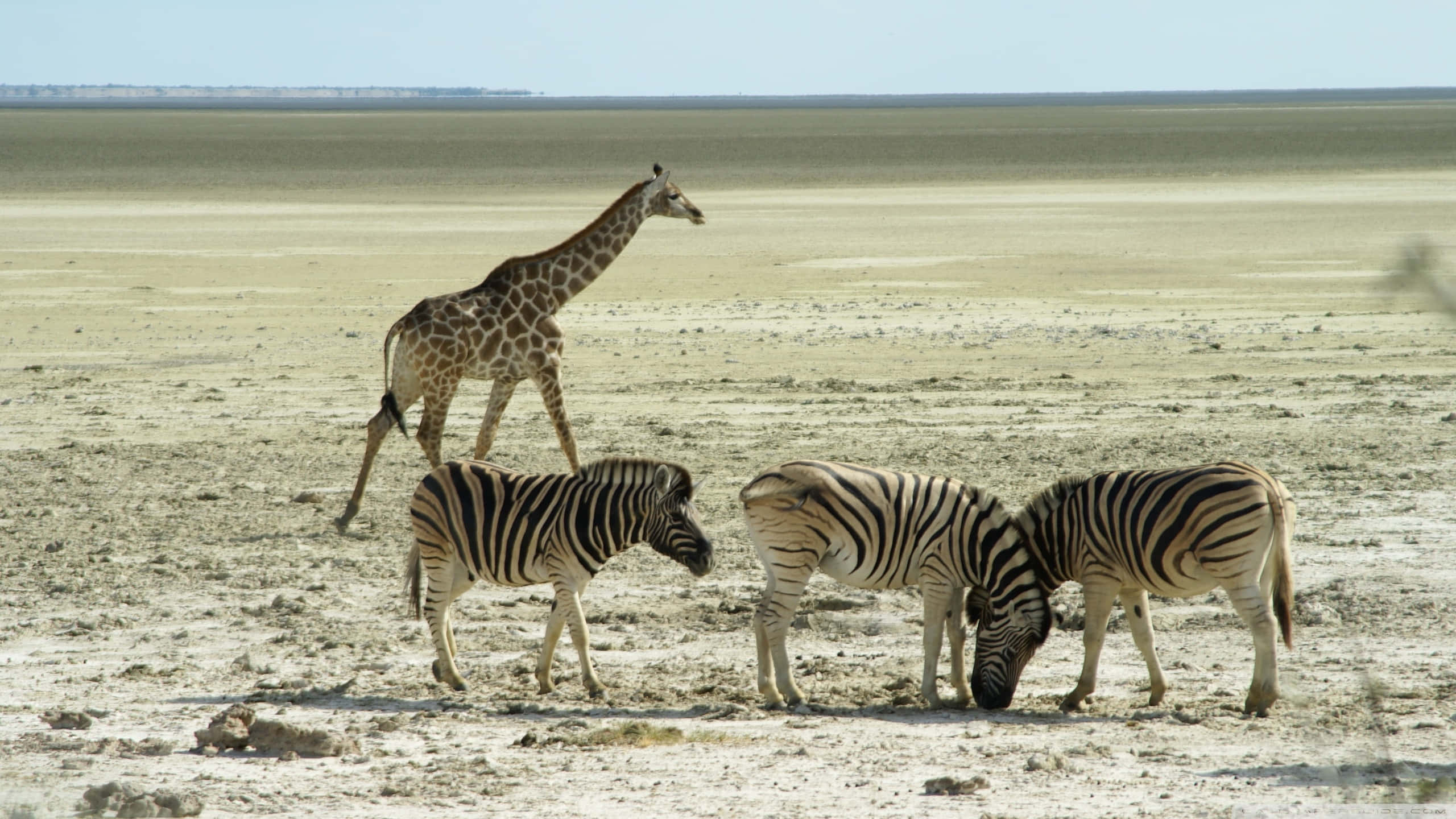 giraffe, zebras, dry savanna, 2K Desktop Wallpaper