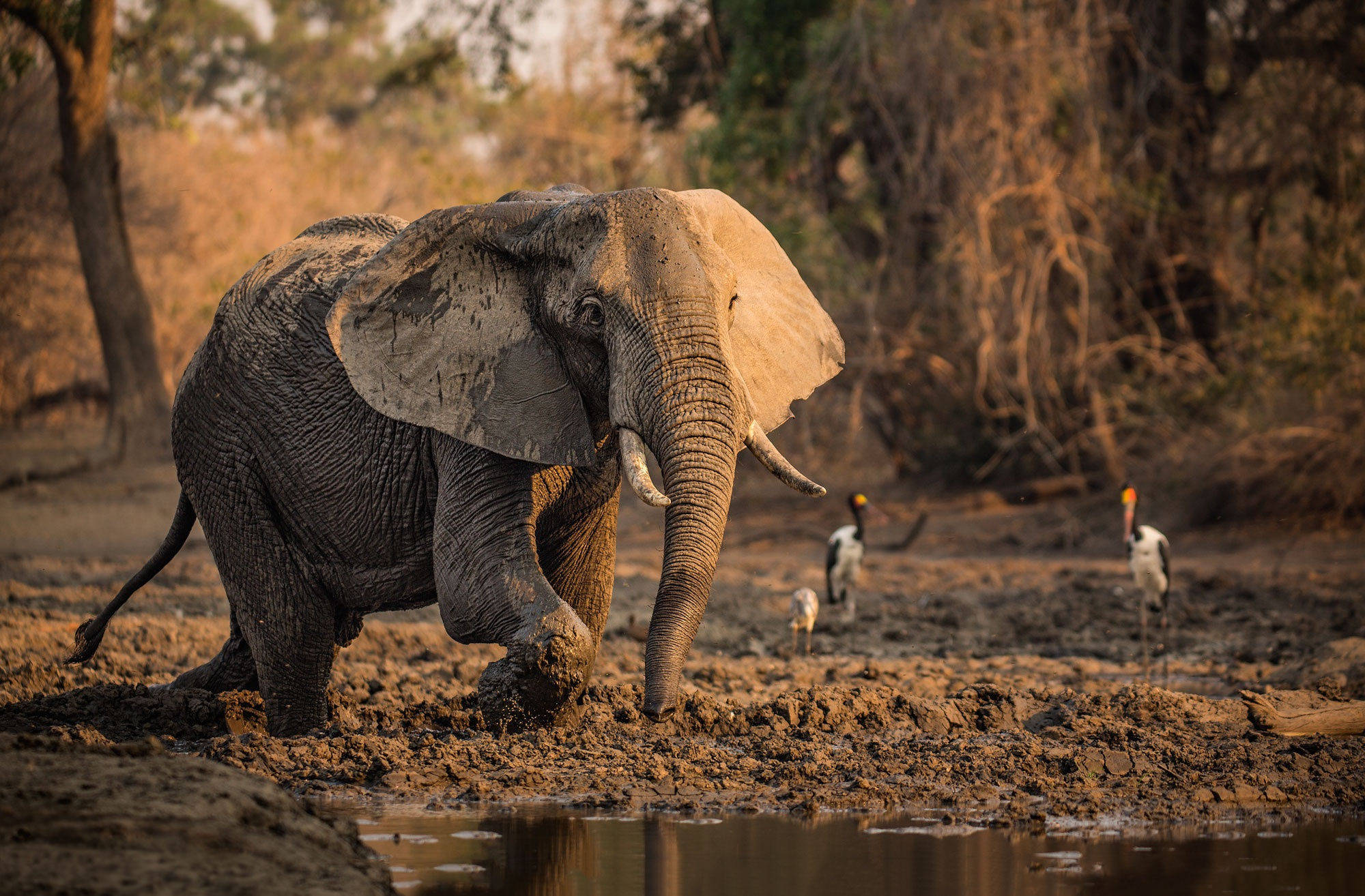 elephant, storks, mud pool, Full HD Desktop Wallpaper