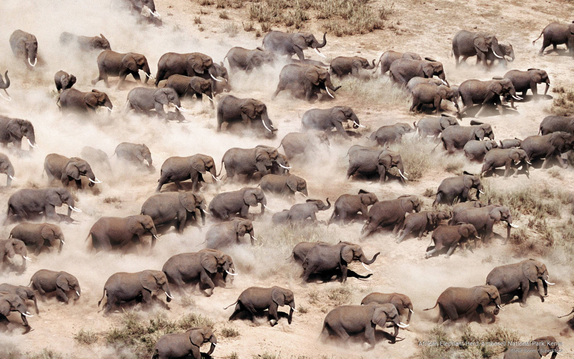 African savanna, massive herd of African elephants, dusty savanna, Full HD Desktop Wallpaper