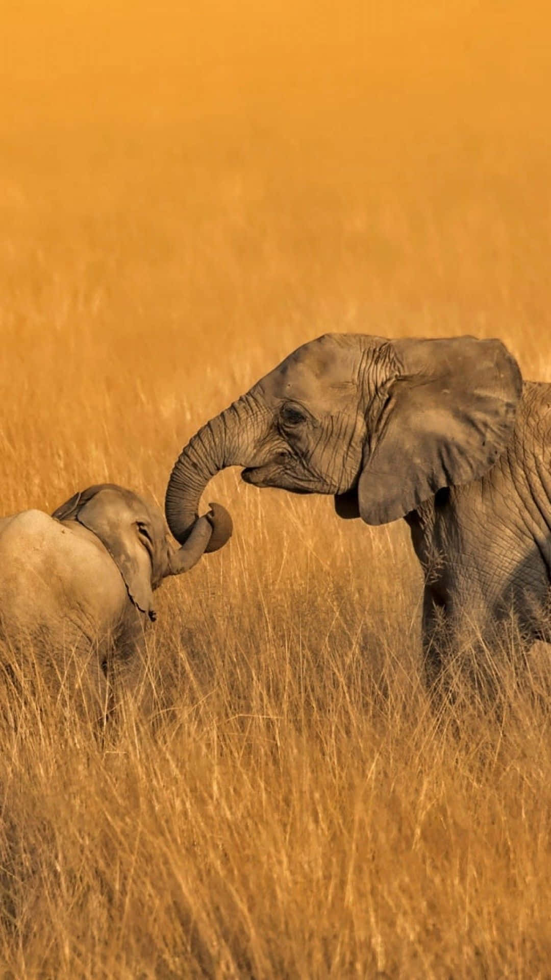 African Phone, elephant, calf, Full HD Phone Wallpaper