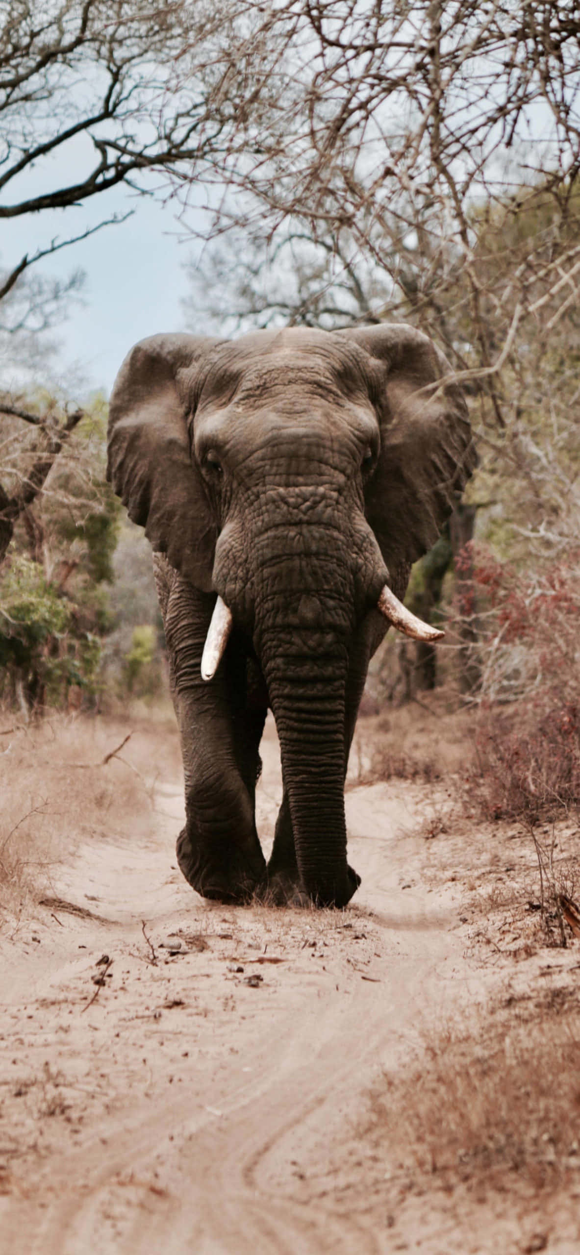 African elephant, dusty path, dry savanna trees, 2K Phone Wallpaper