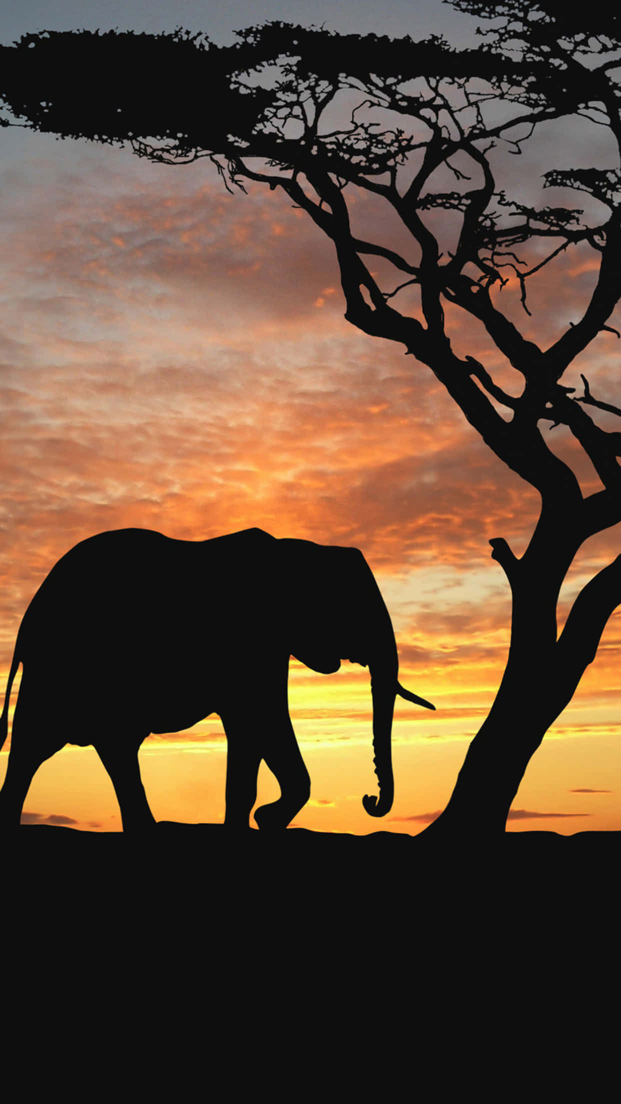 elephant, acacia tree, fiery sunset sky, Full HD Phone Wallpaper
