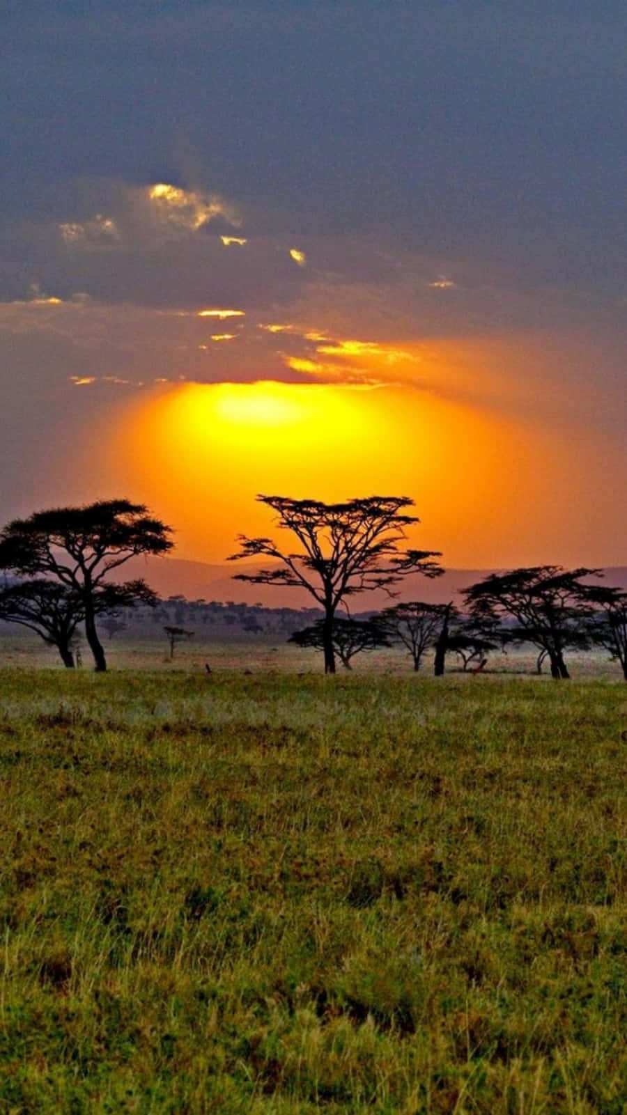 African savanna, sunset, golden sunburst, HD Phone Wallpaper