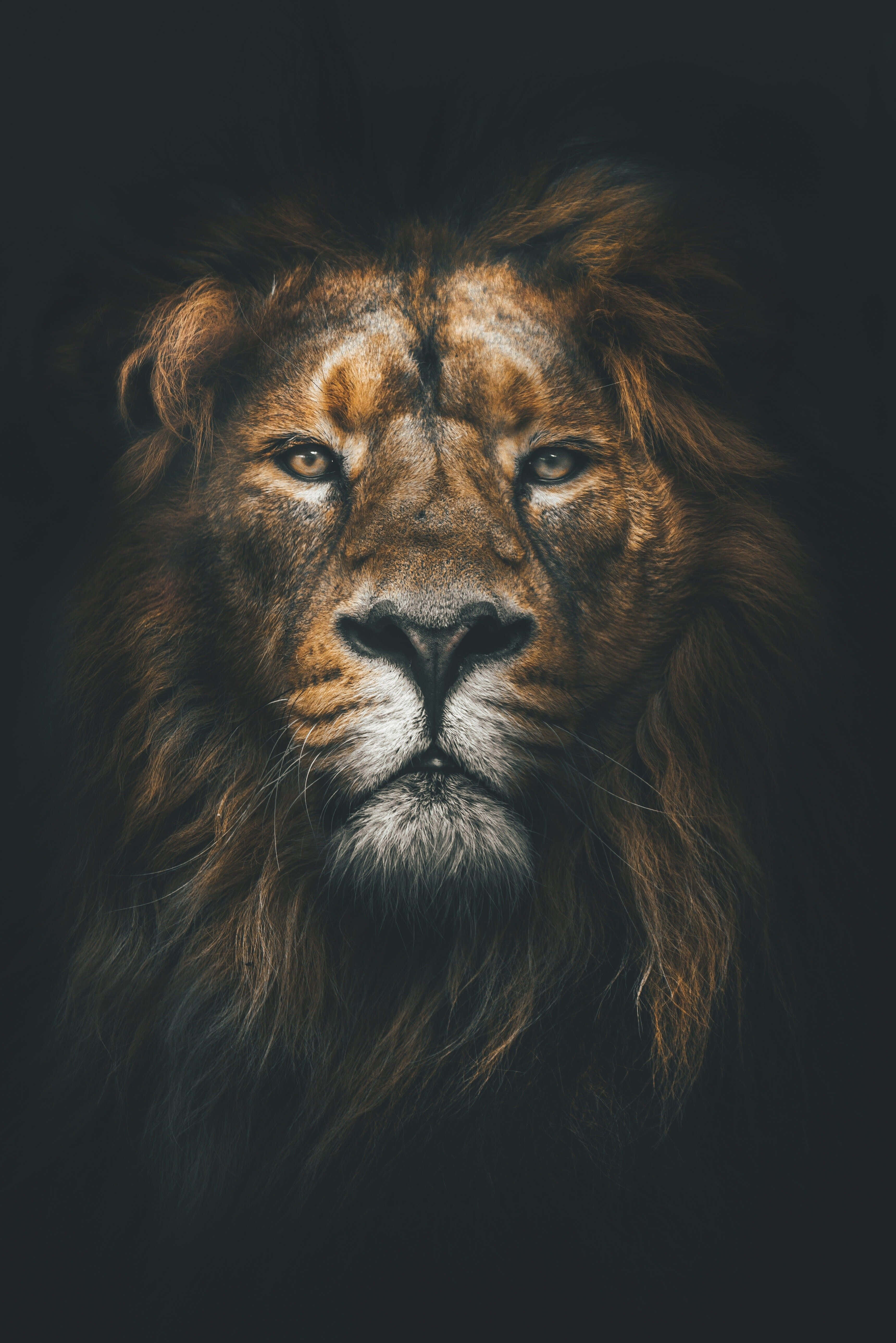 African Phone, male lion, full mane, 5K Phone Wallpaper