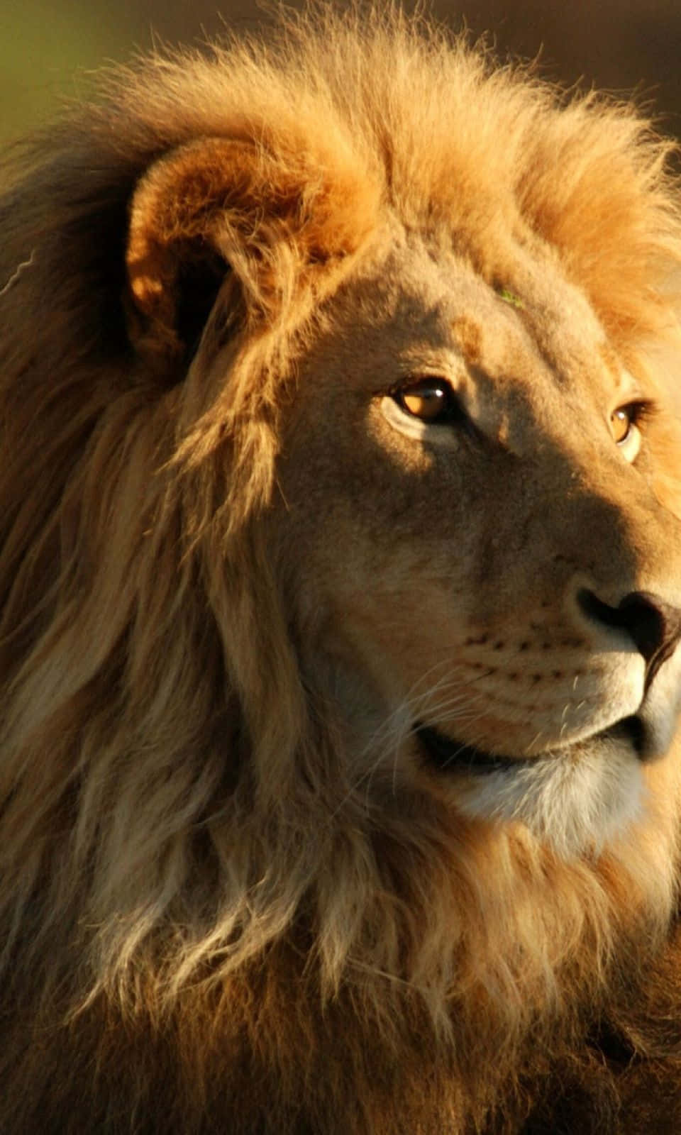 lion, golden mane, warm sunlight, HD Phone Wallpaper