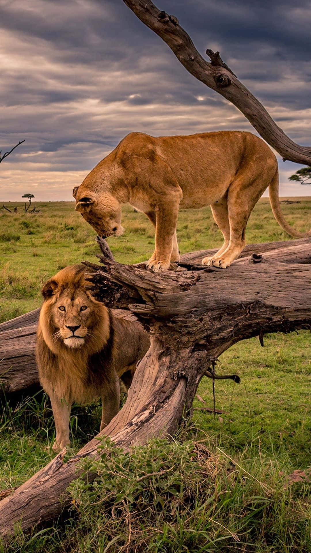lions, fallen tree, grassy savanna, Full HD Phone Wallpaper