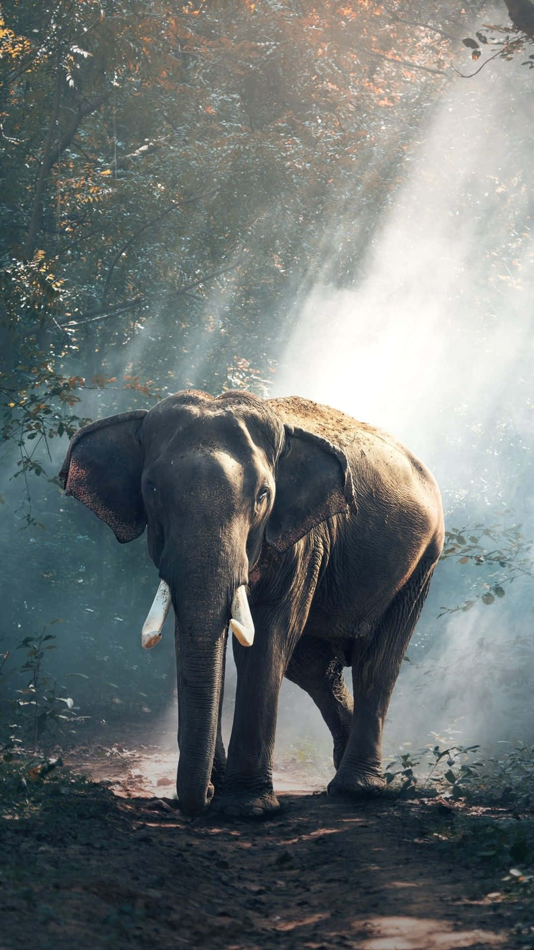 African Phone, elephant, misty forest, Full HD Phone Wallpaper