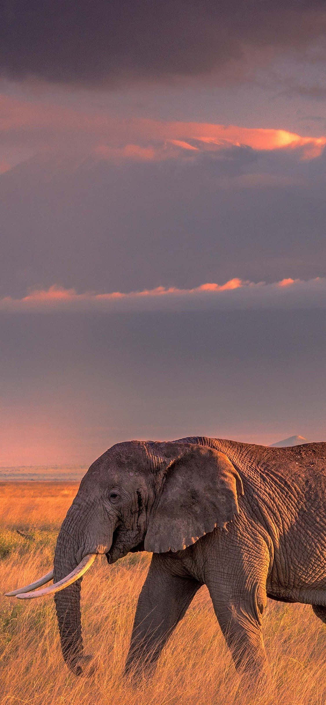 elephant, golden grass, twilight sky, Full HD Phone Wallpaper