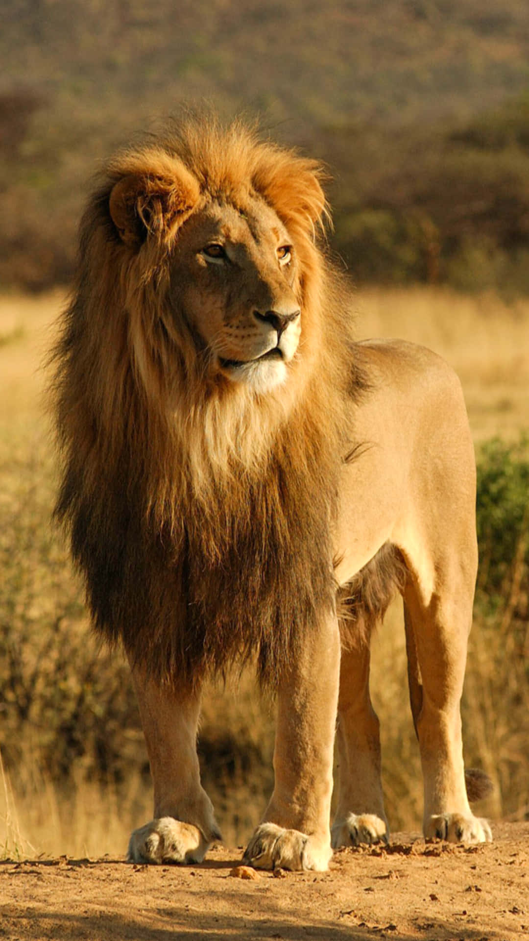 African Phone, male lion, full golden mane, Full HD Phone Wallpaper