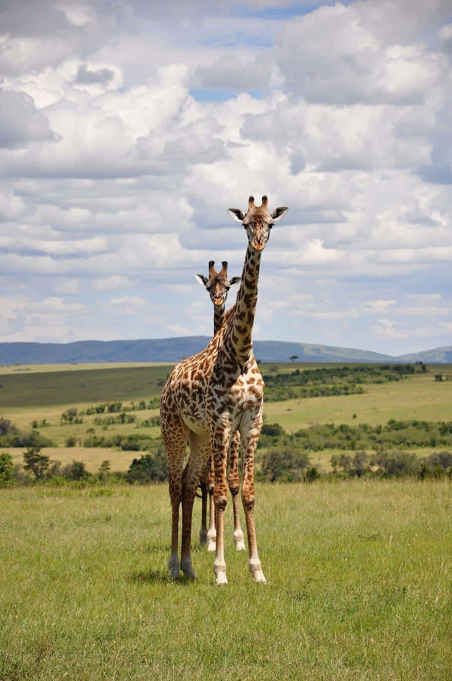African Phone, giraffes, sunlit savanna, HD Phone Wallpaper