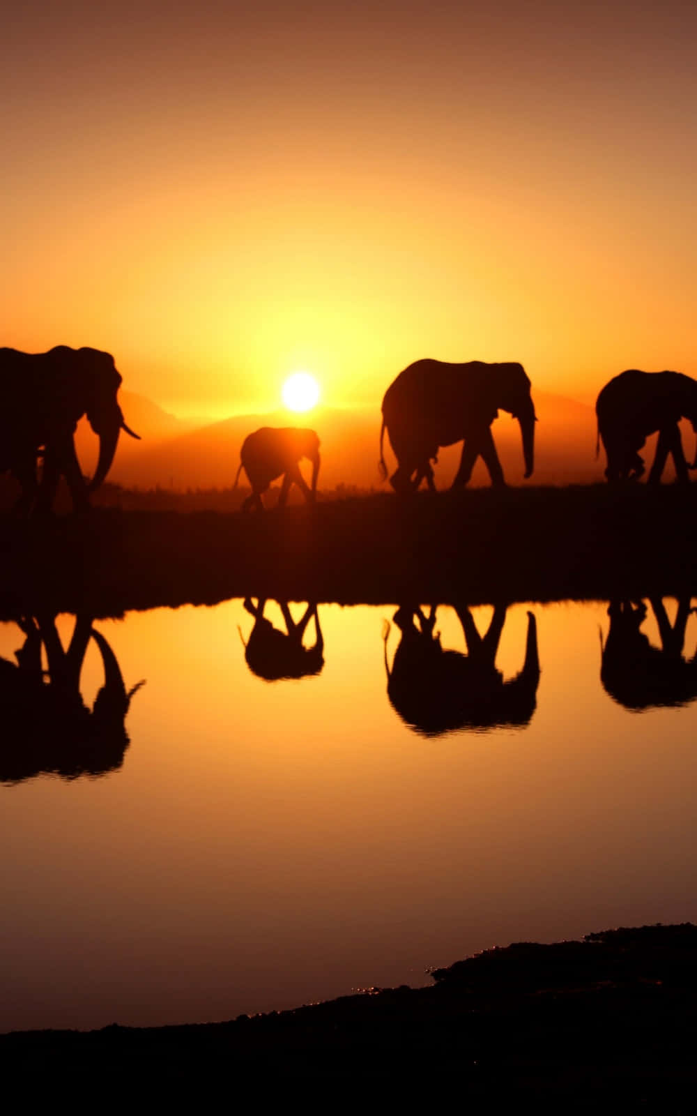 African Phone, elephants, riverbank, HD Phone Wallpaper