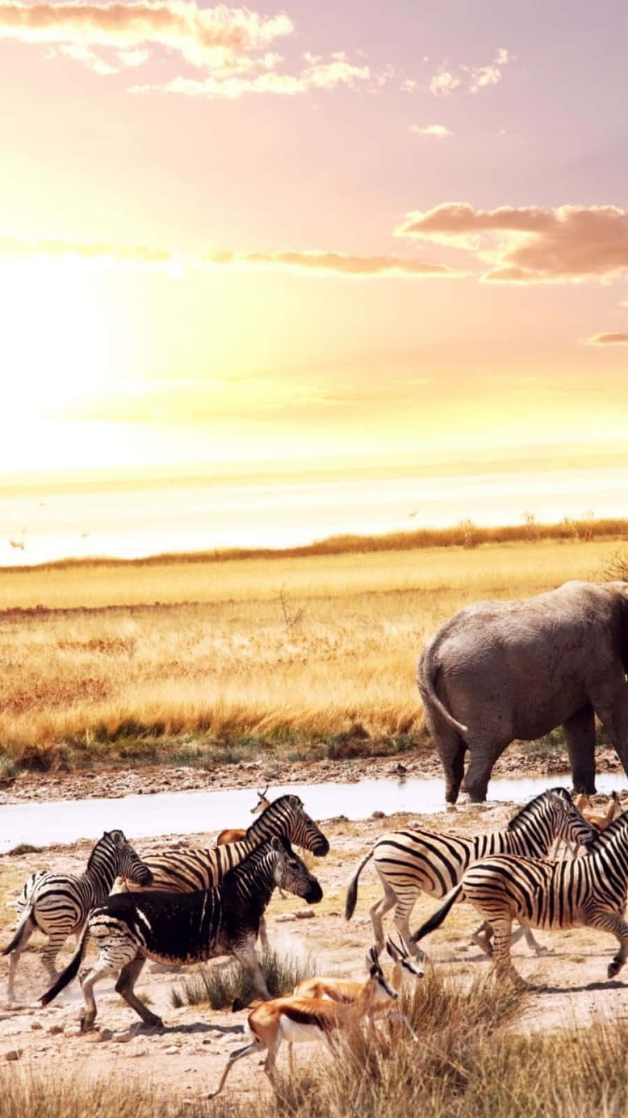 zebras, elephant, watering hole, HD Phone Wallpaper