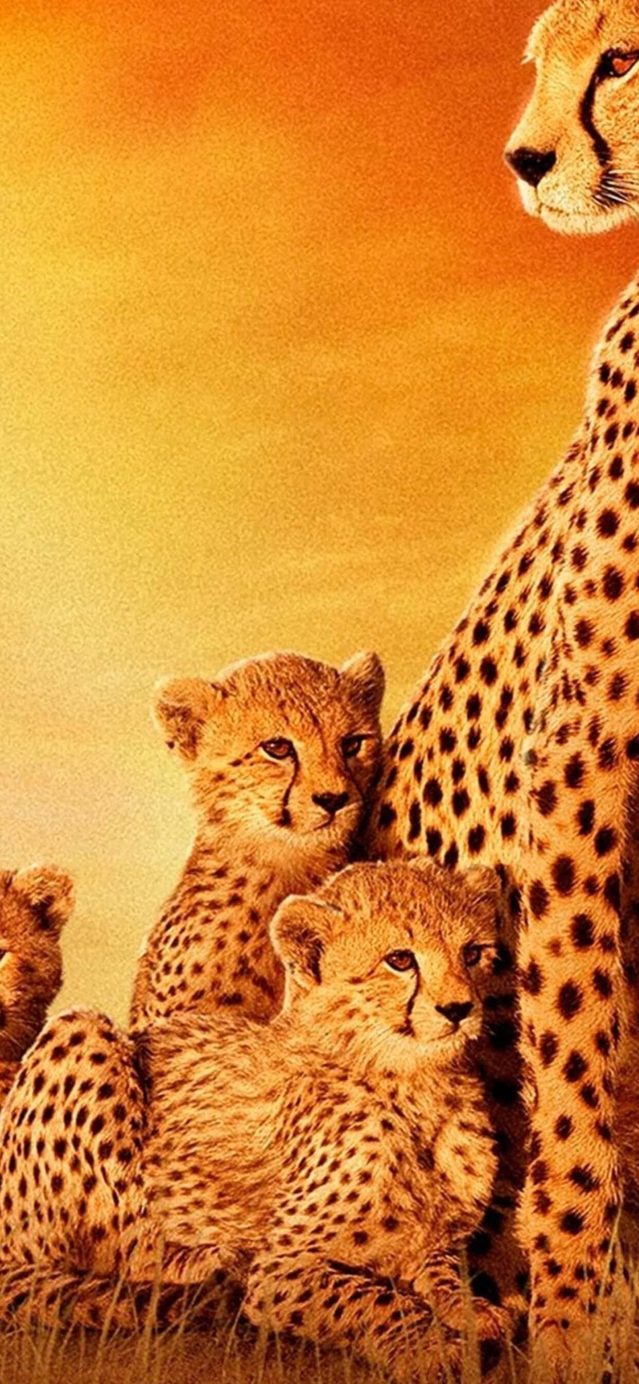cheetah family, mother cheetah, cubs, 2K Phone Wallpaper