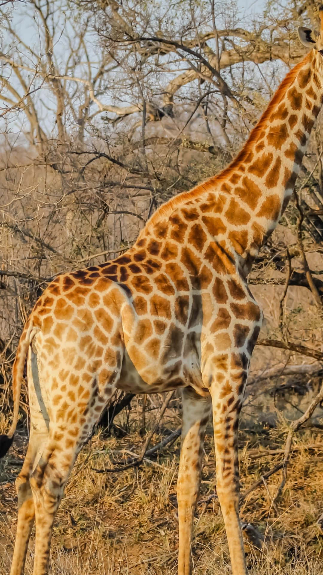 African Phone, tropical jungle, giraffe, Full HD Phone Wallpaper