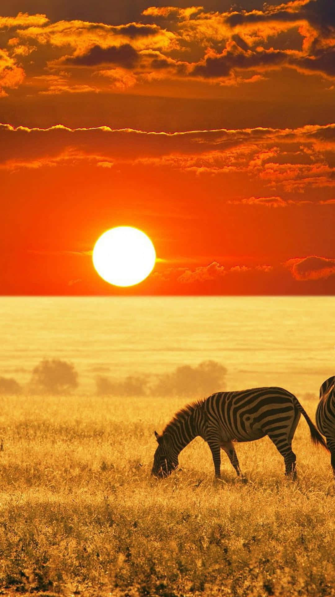African Phone, golden grass, fiery orange sunset, Full HD Phone Wallpaper