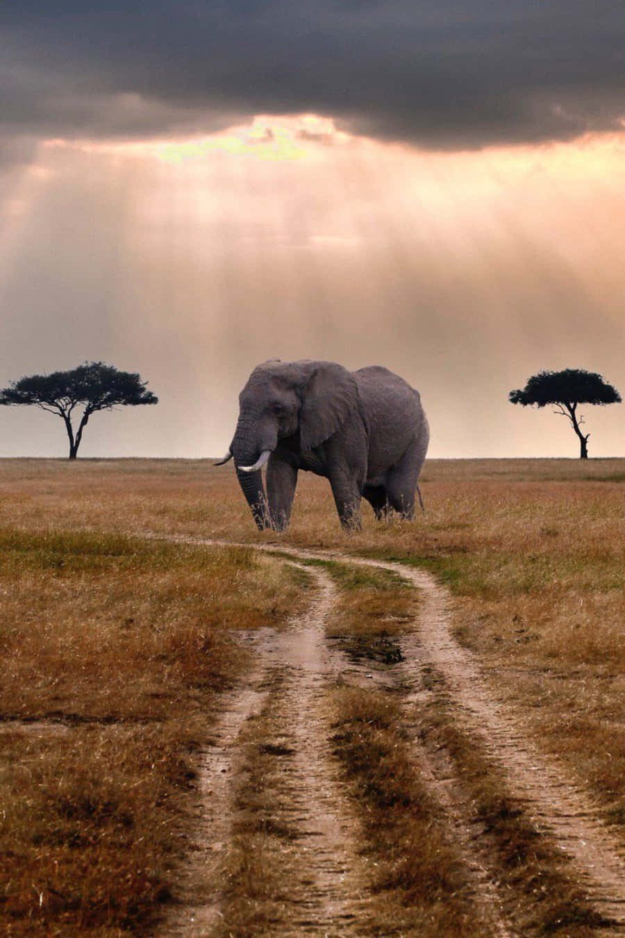 African Phone, elephant, muddy path, HD Phone Wallpaper