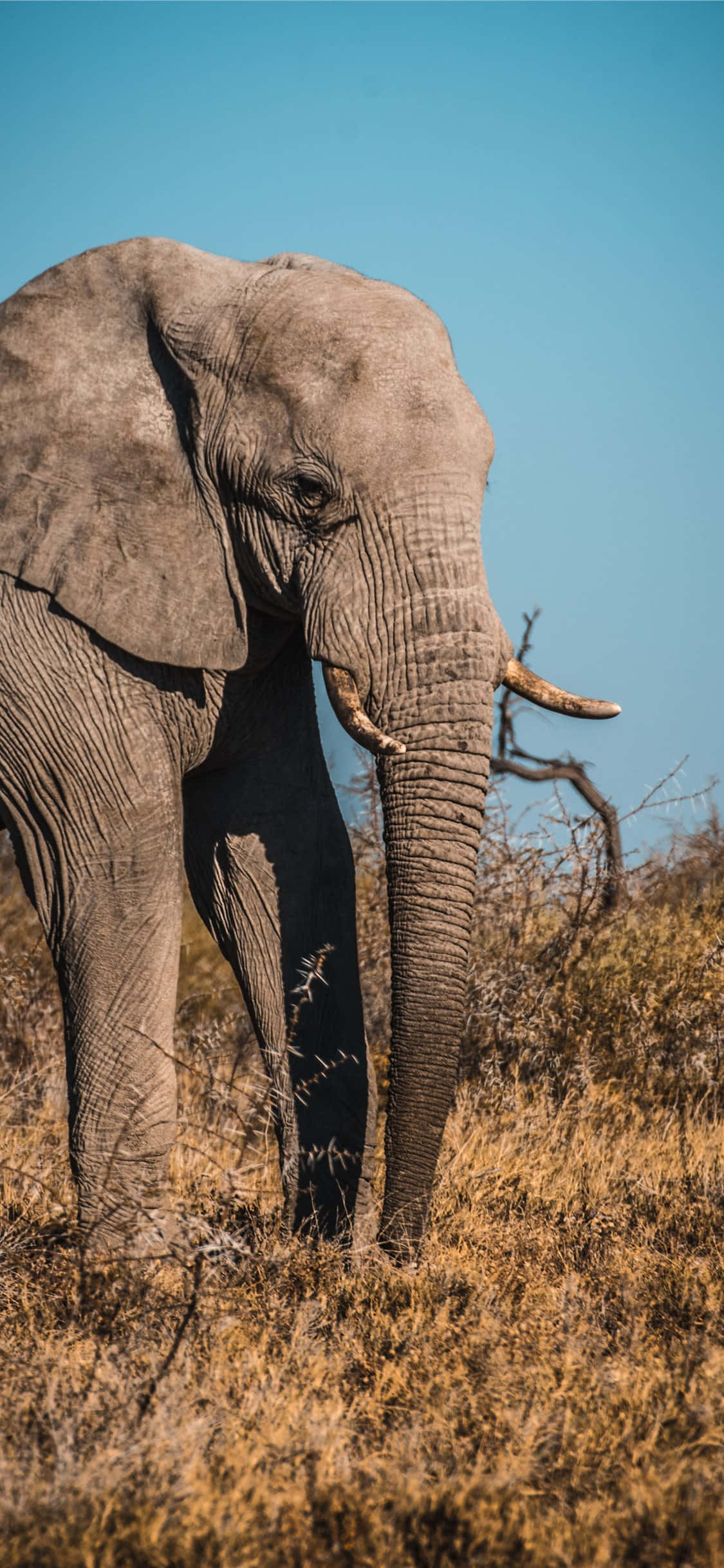 African elephant, dry golden grass, clear blue sky, Full HD Phone Wallpaper