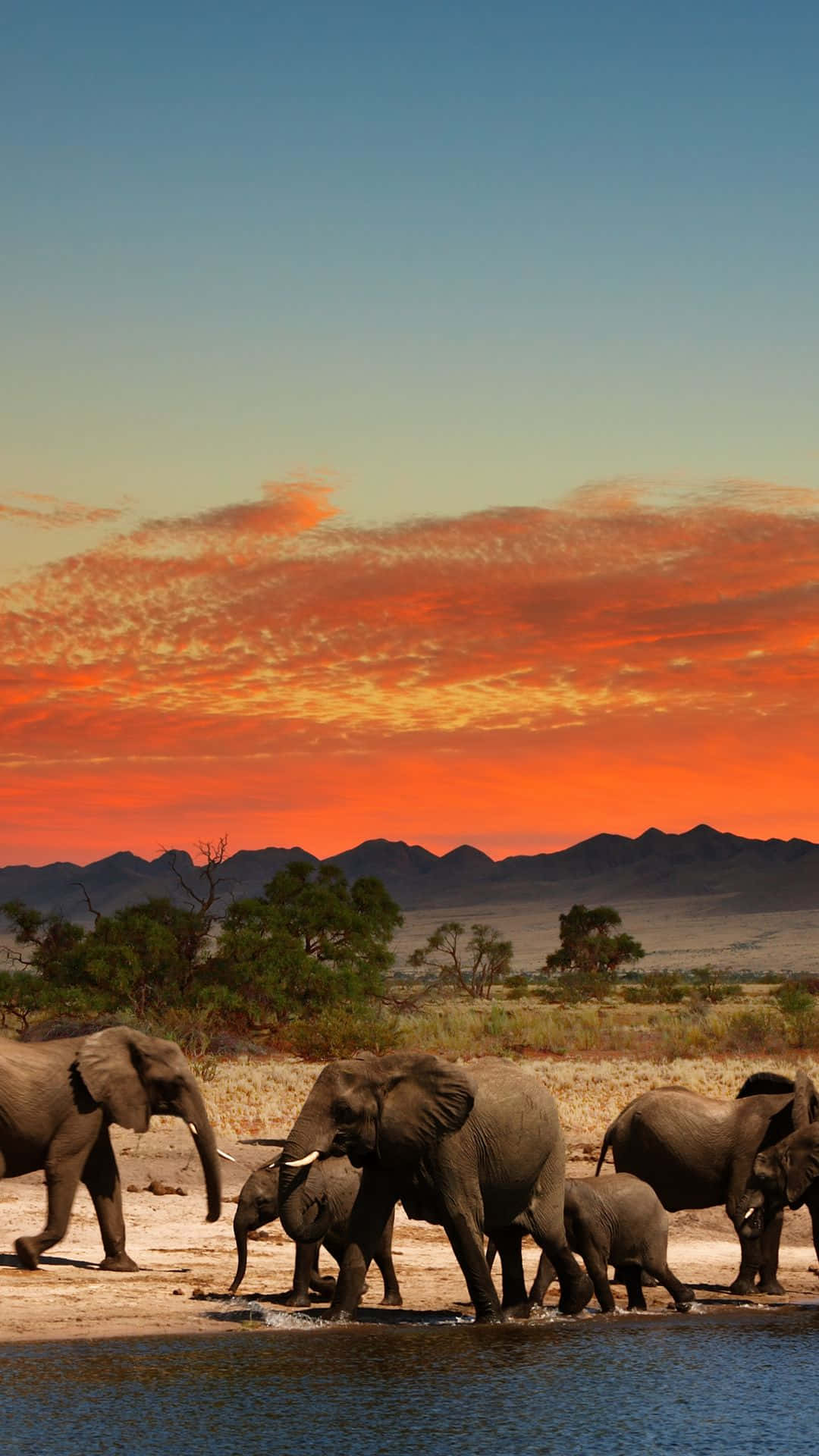 African Phone, elephants, waterhole, Full HD Phone Wallpaper