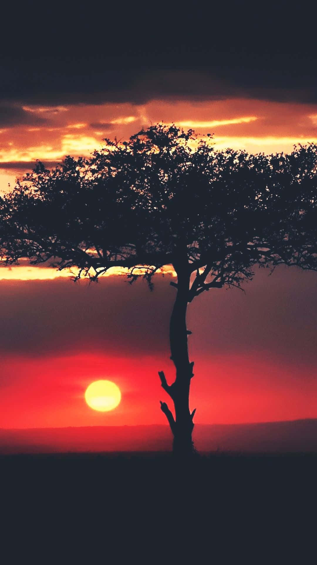 acacia tree, fiery sunset, glowing sun, Full HD Phone Wallpaper
