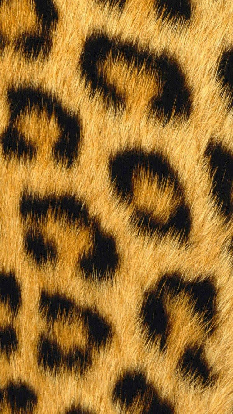 leopard print, africa, iphone, HD Phone Wallpaper