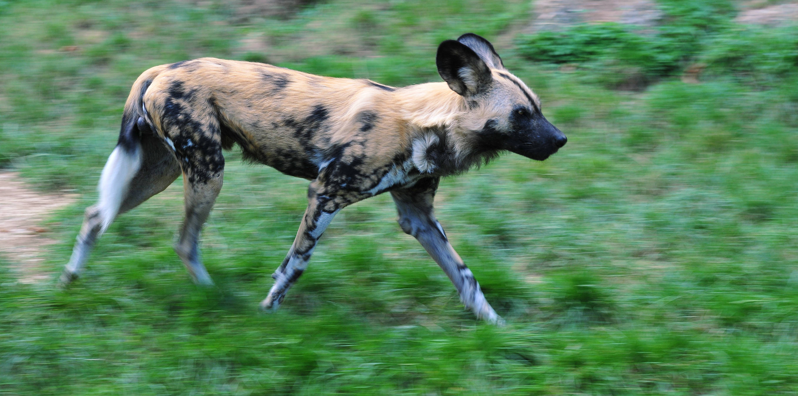 African wild dog, mottled coat, vibrant green grass, 2K Desktop Wallpaper
