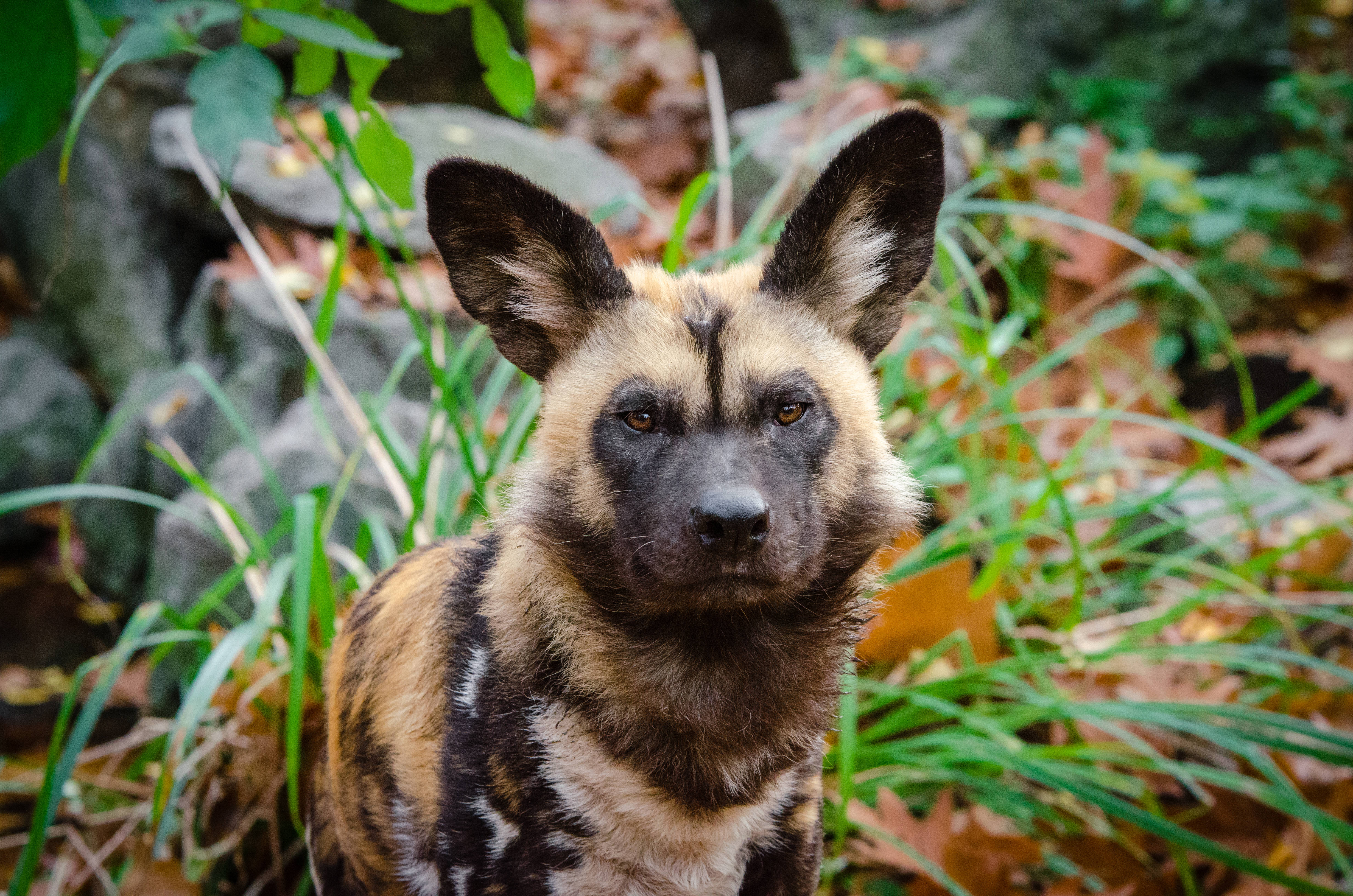 African Wild Dog, black and tan markings, lush green forest floor, 4K Desktop Wallpaper