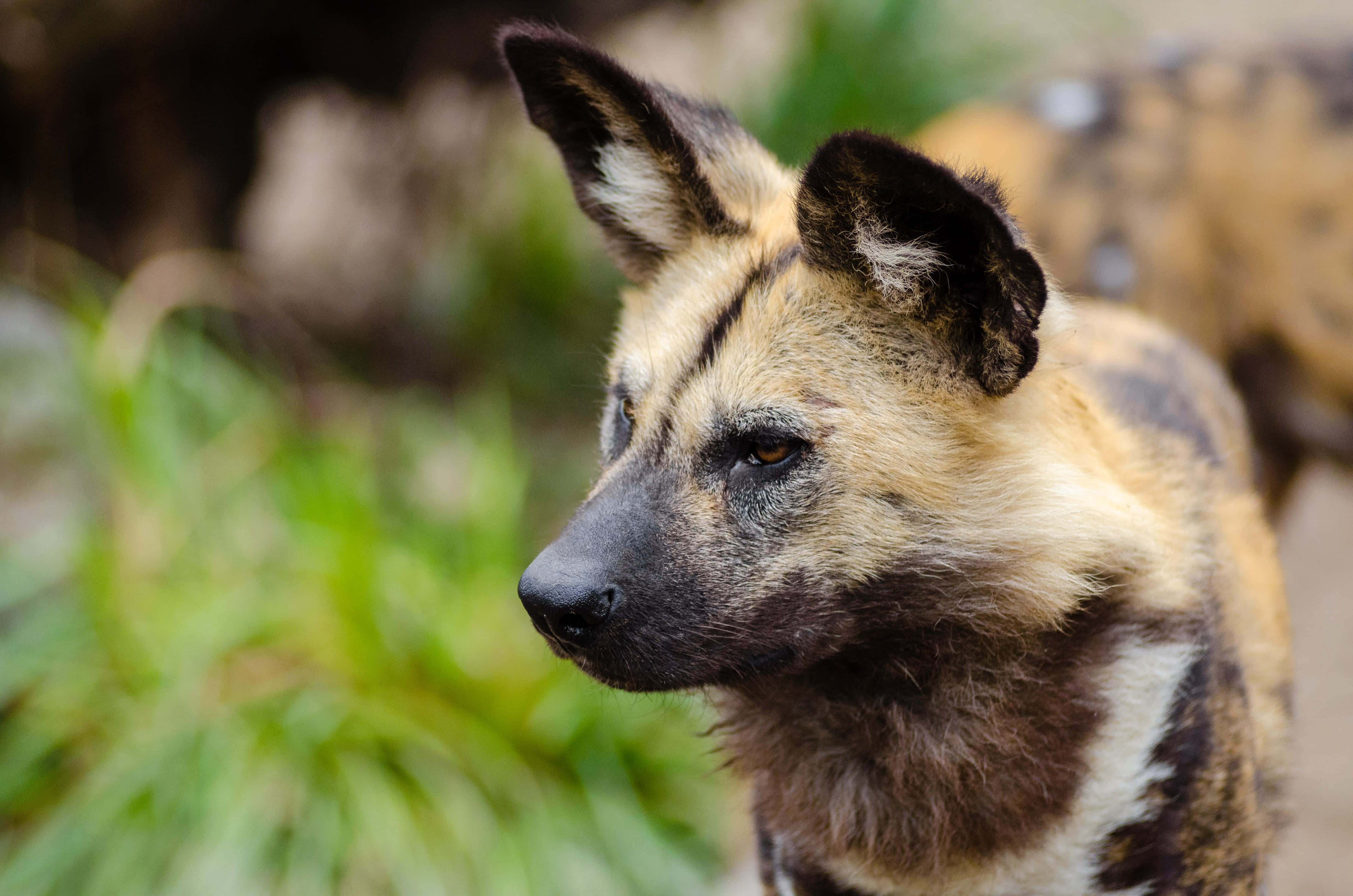 African wild dog, alert ears, mottled brown tan fur, 4K Desktop Wallpaper