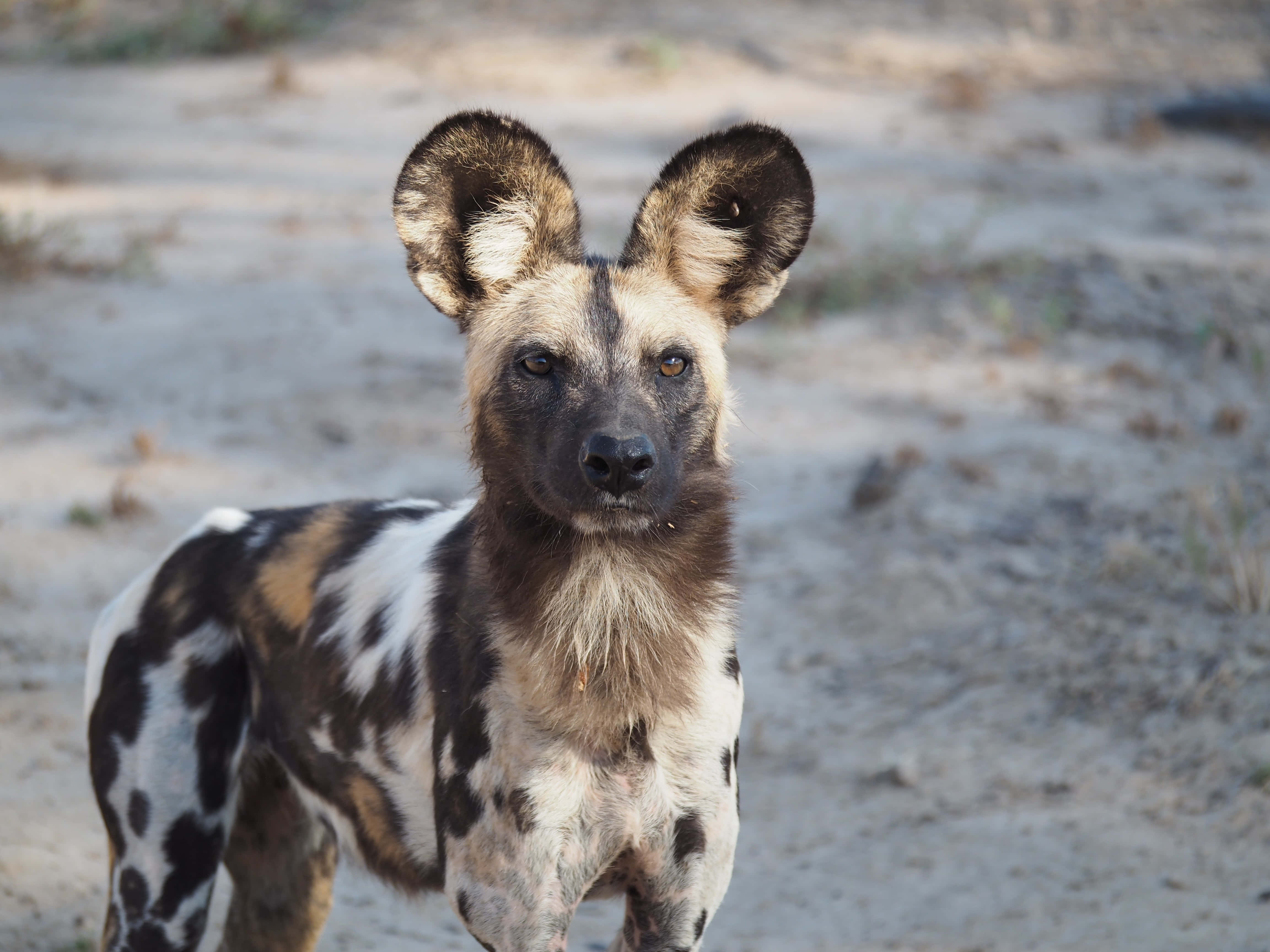 African Wild Dog, mottled coat, black white and brown, 4K Desktop Wallpaper