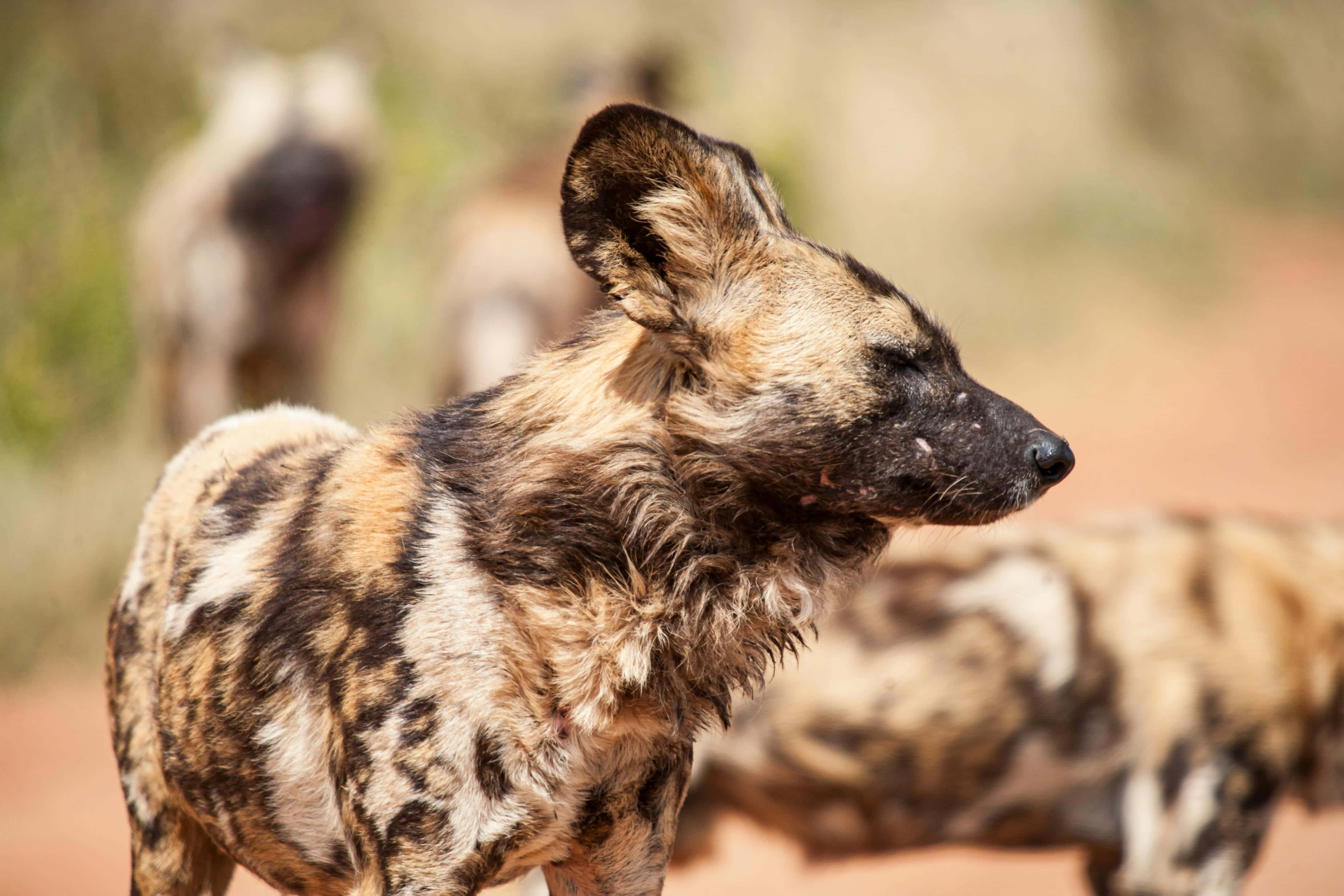 African Wild Dog, mottled brown and black fur, sunlit savanna, 4K Desktop Wallpaper