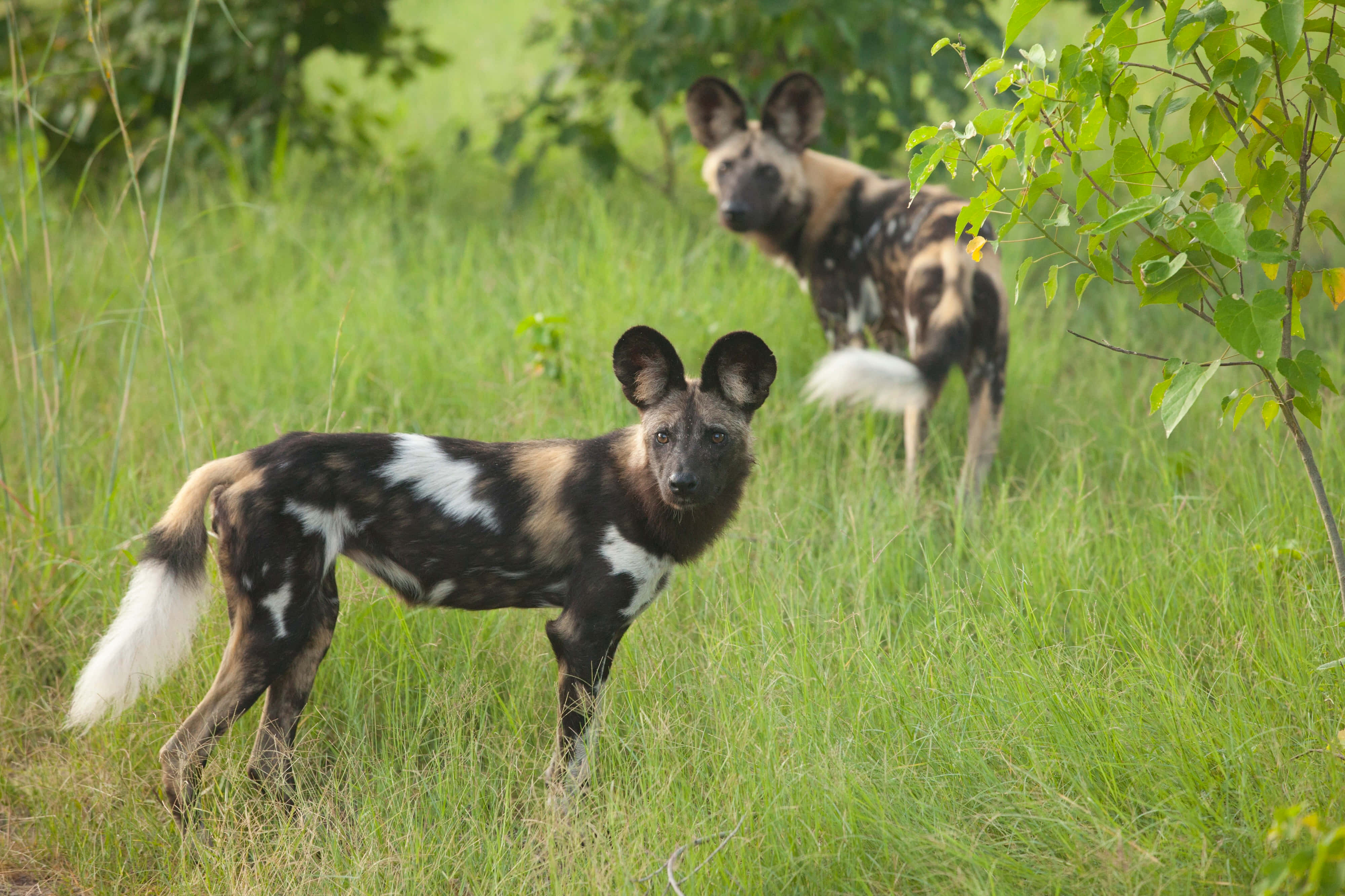African Wild Dog, mottled coats, tall green grass, 4K Desktop Wallpaper