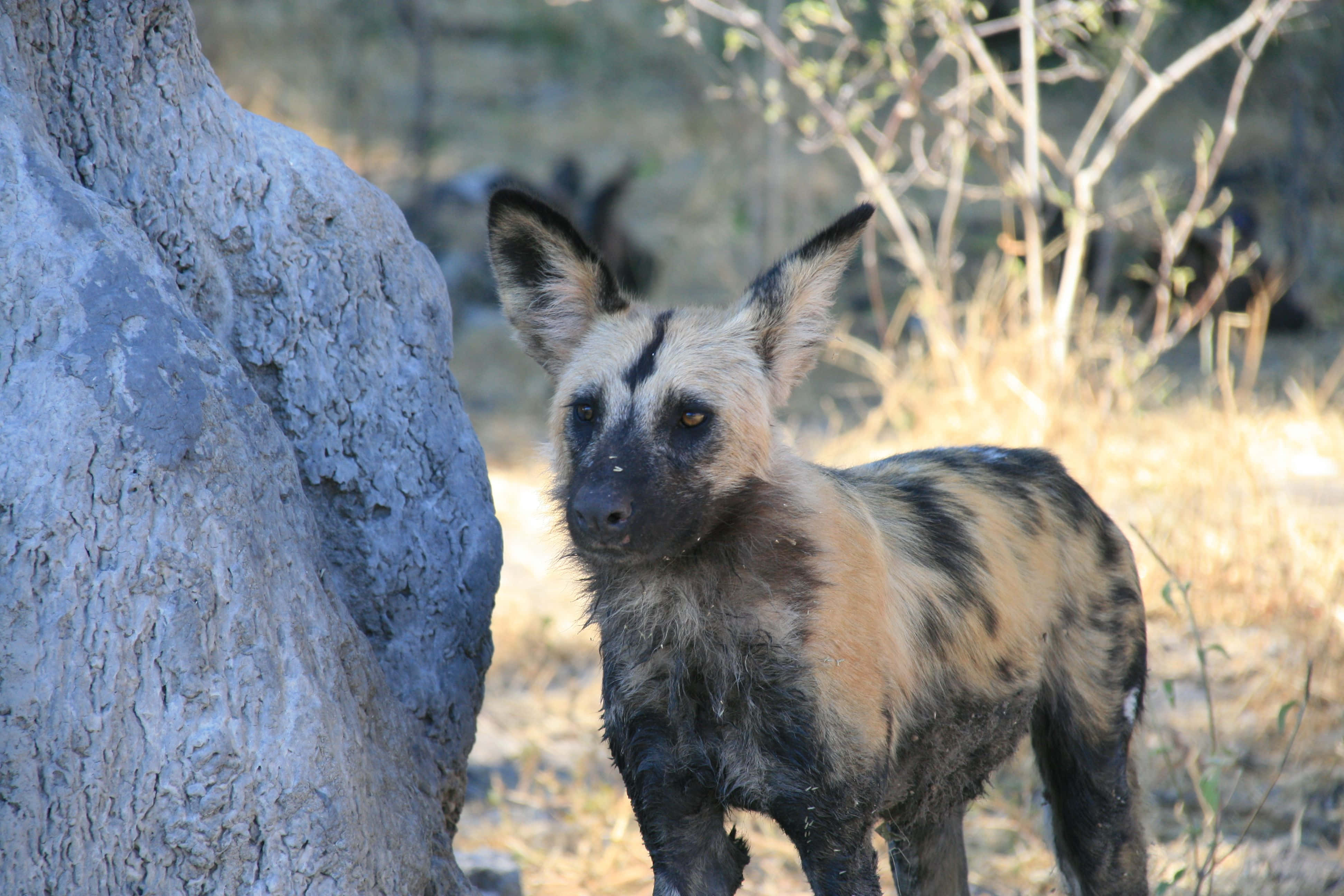 African Wild Dog, mottled fur, weathered tree trunk, 4K Desktop Wallpaper