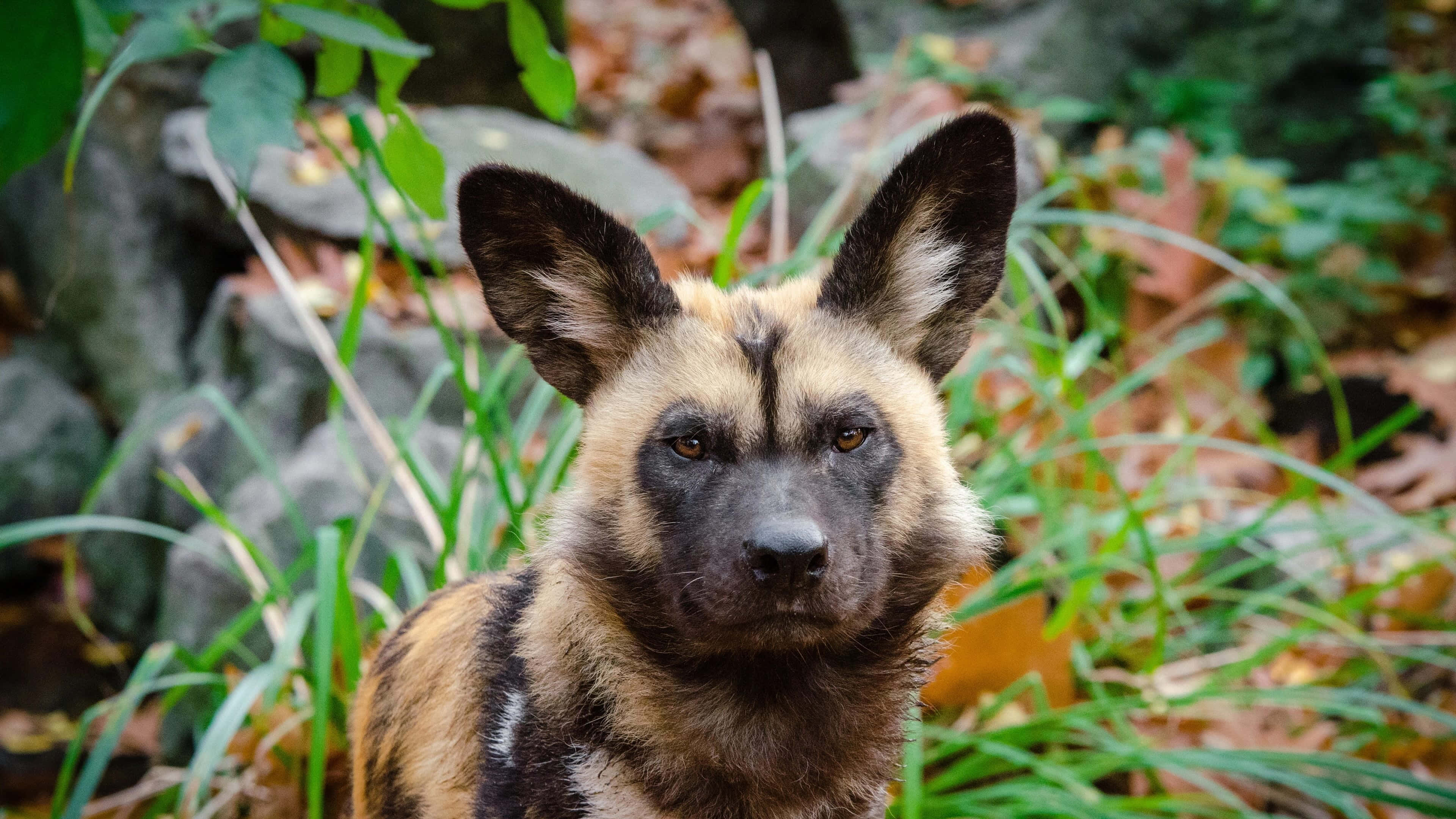 African Wild Dog, black and tan markings, lush green forest floor, 4K Desktop Wallpaper