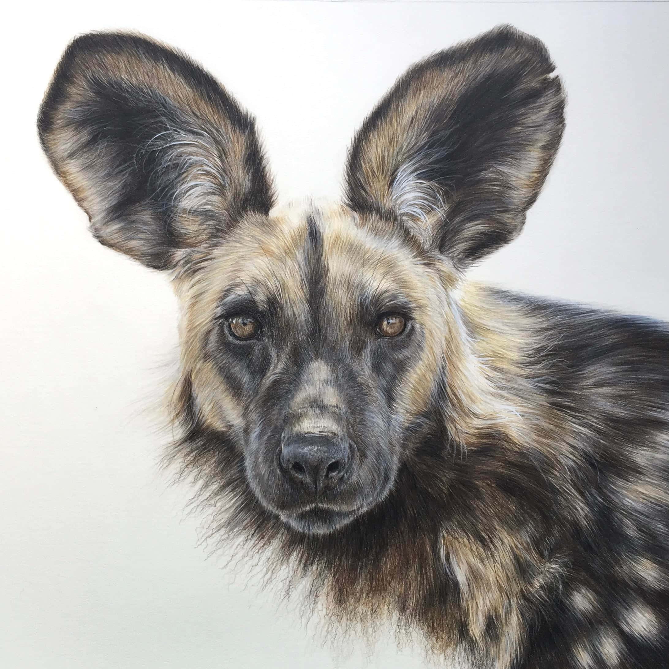 African Wild Dog, large ears, mottled fur, Full HD Desktop Wallpaper