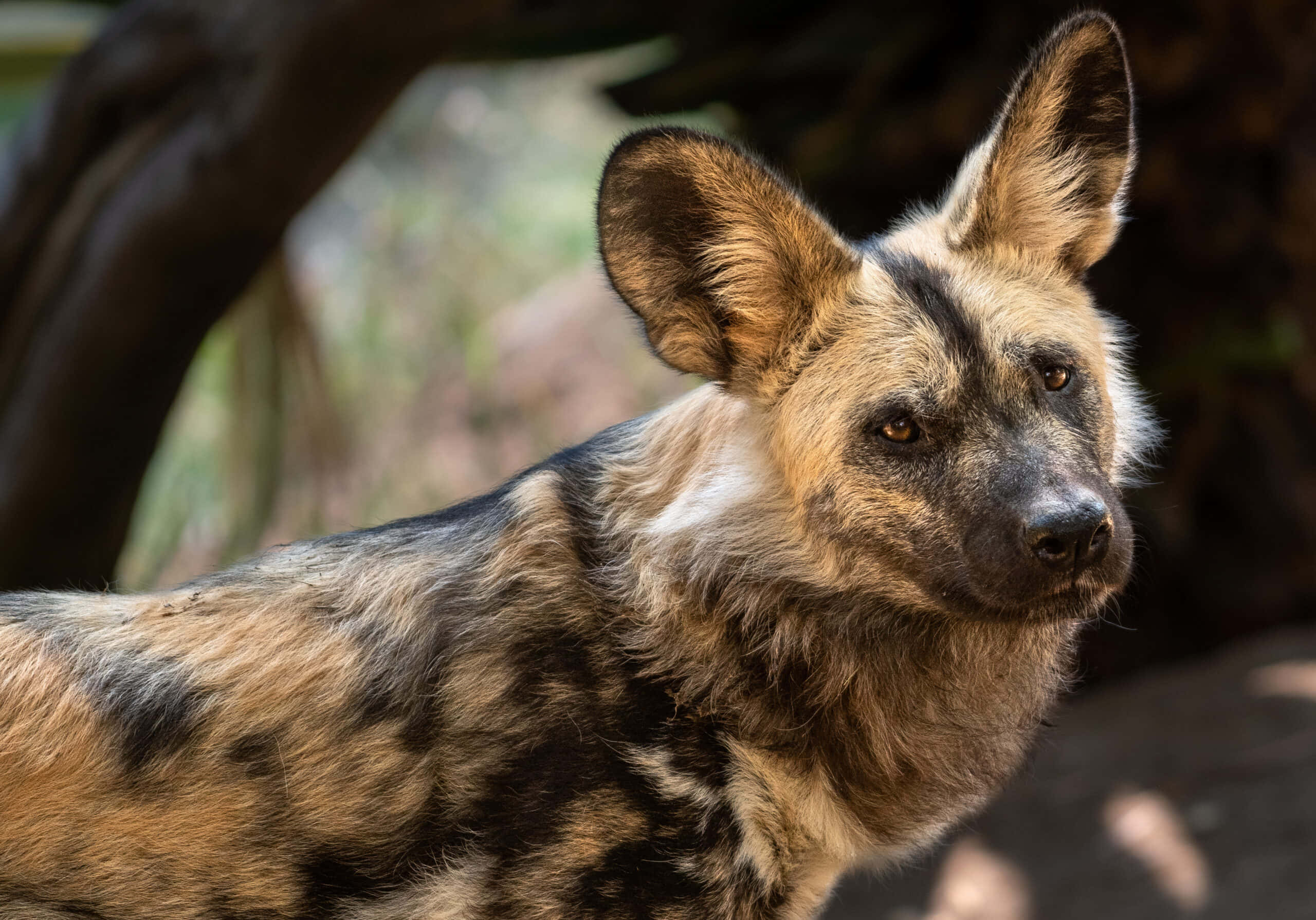 African wild dog, mottled brown and black fur, dappled sunlight, 2K Desktop Wallpaper