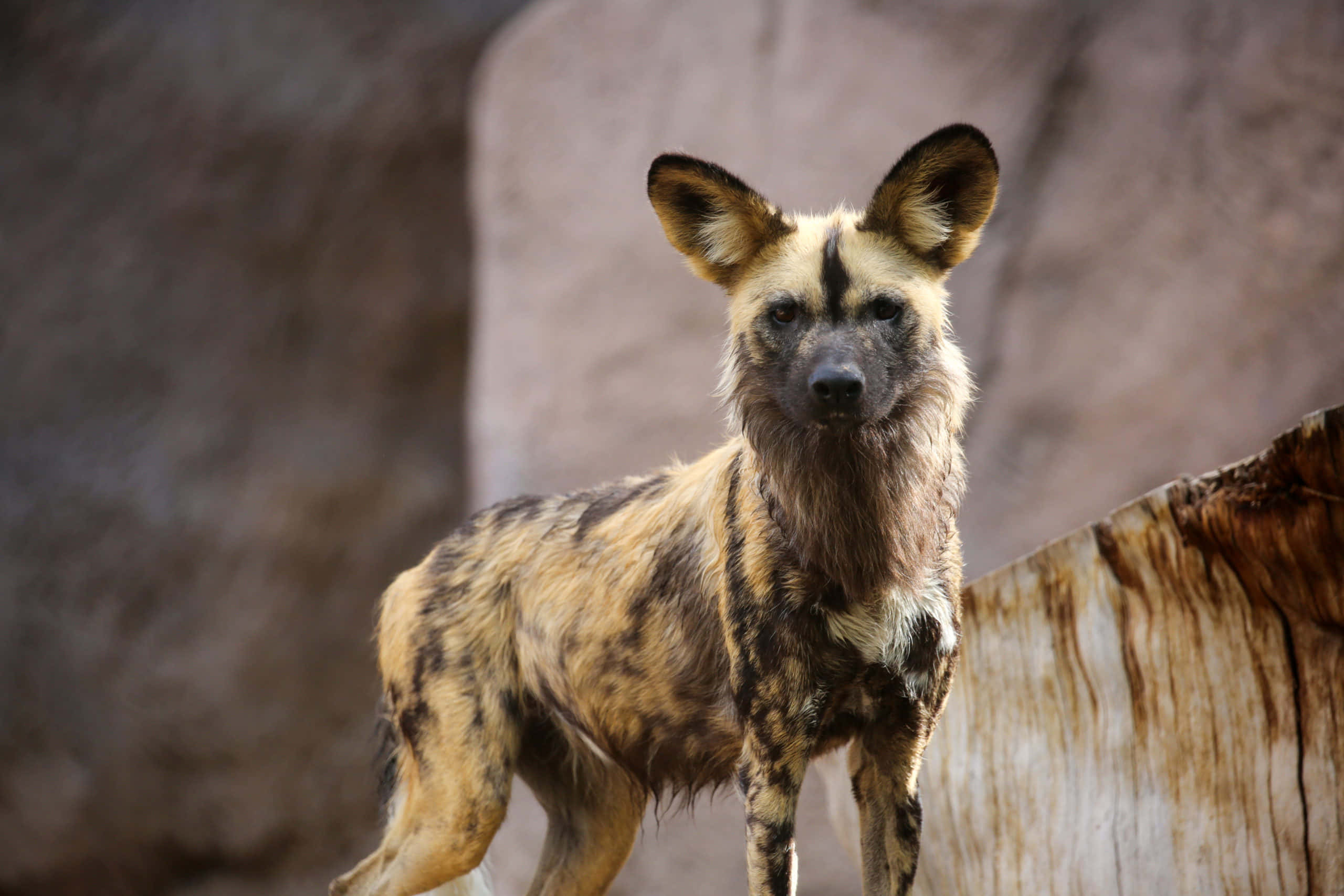 African Wild Dog, mottled brown and black fur, blurred rocky backdrop, 2K Desktop Wallpaper