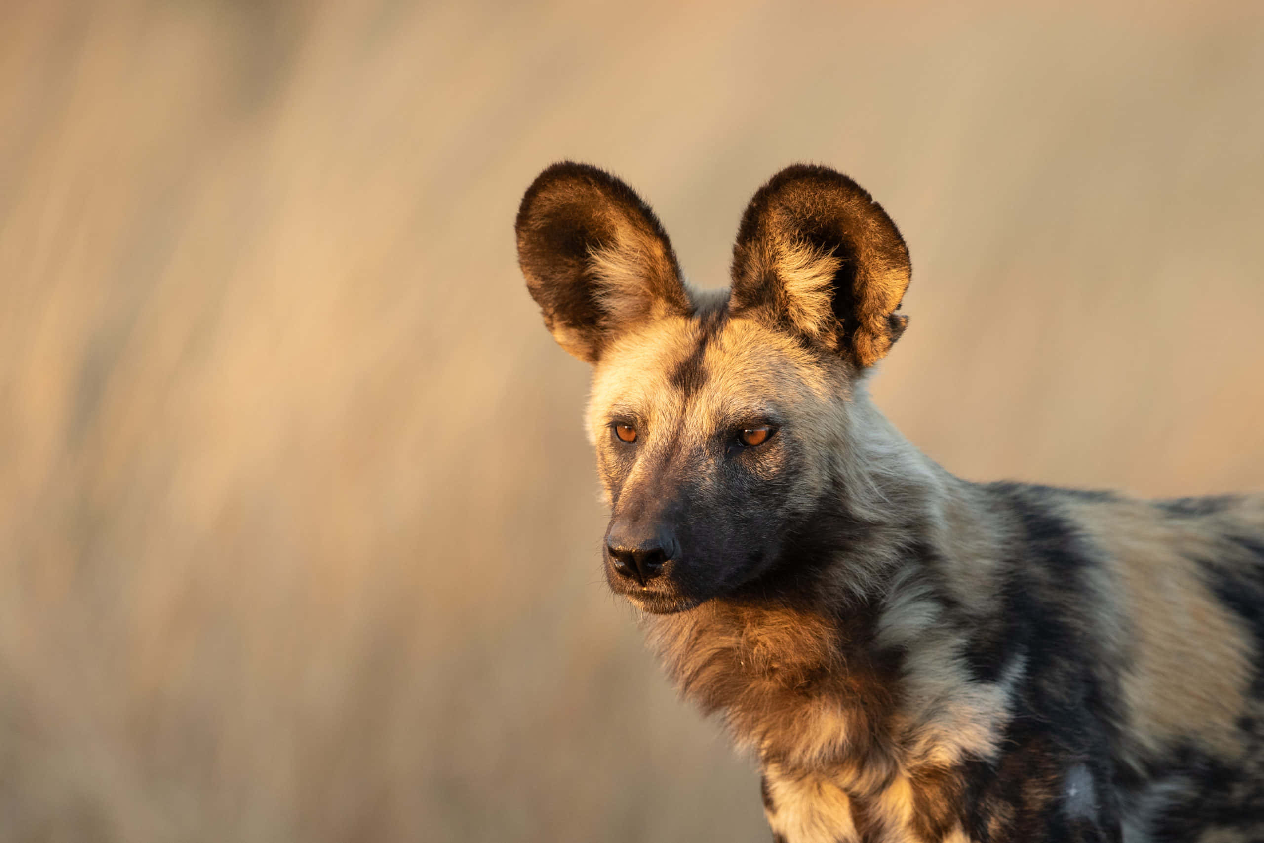 African Wild Dog, golden hour, large ears, 2K Desktop Wallpaper
